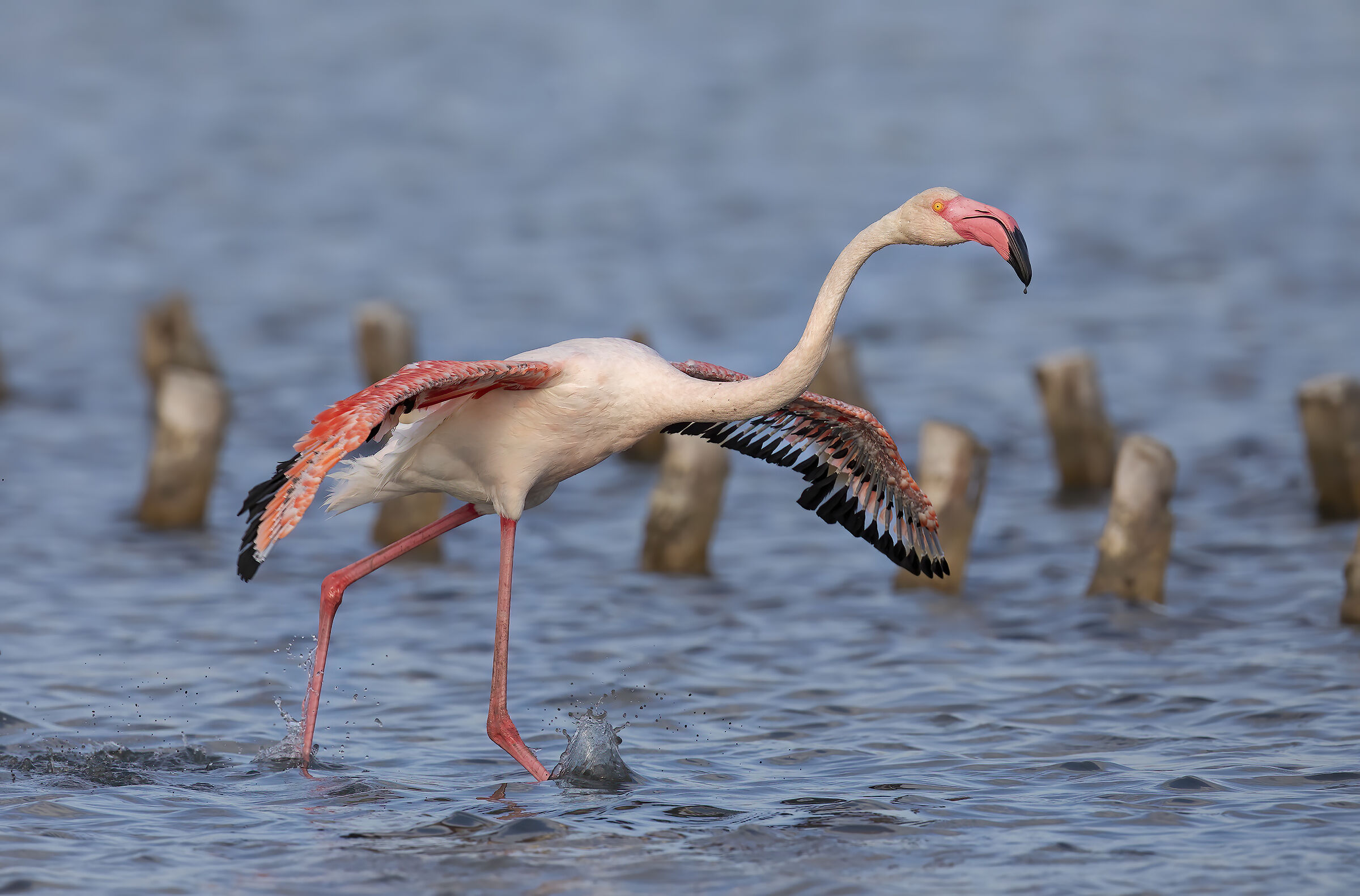 Flamingo... Bad...