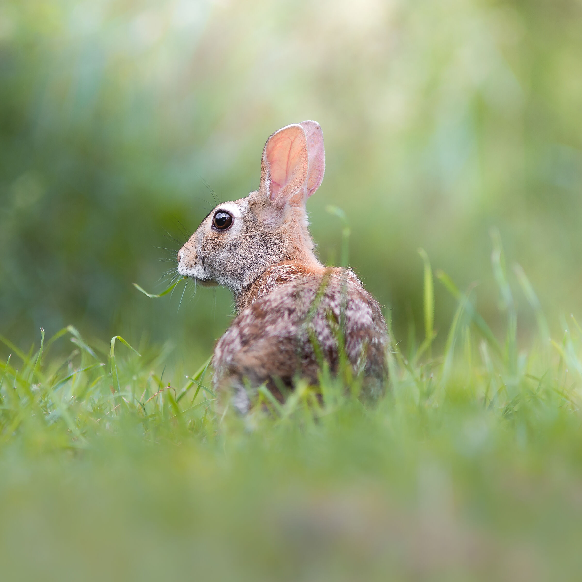 Mini hare...