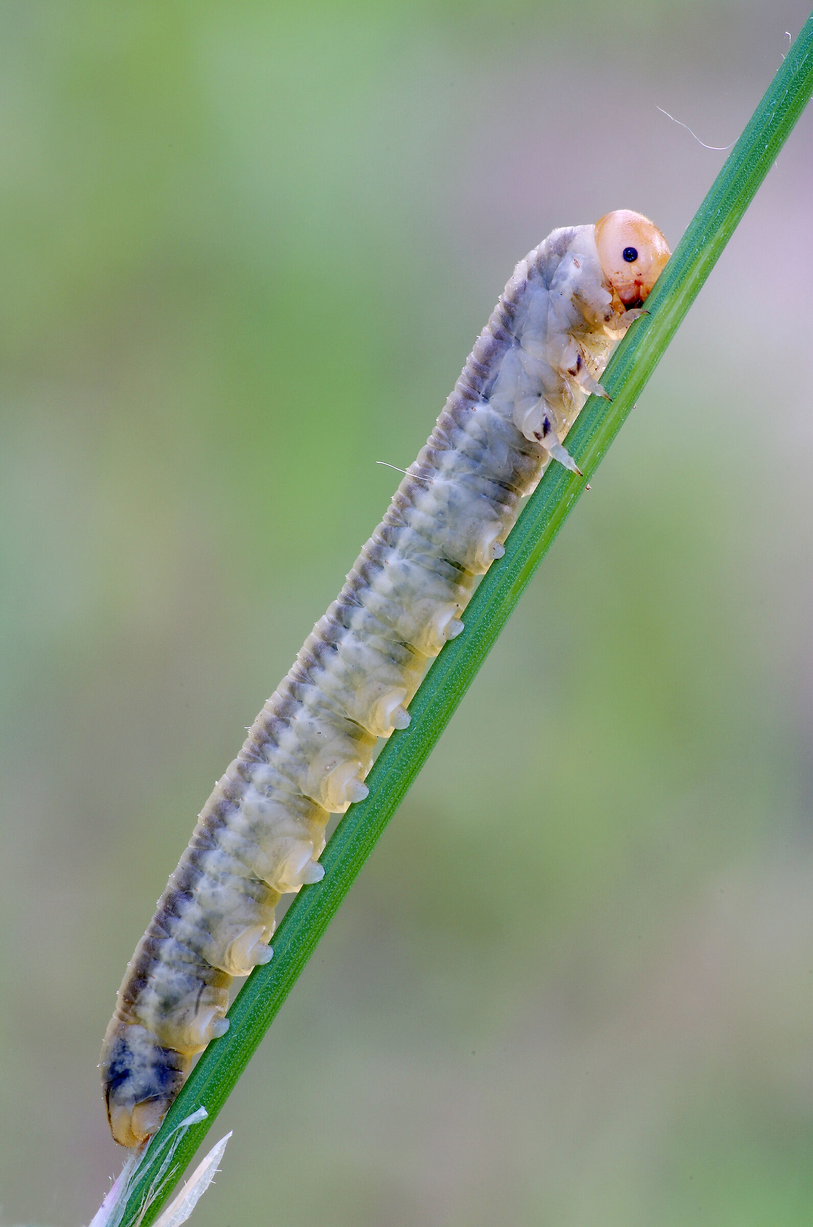 Caterpillar...