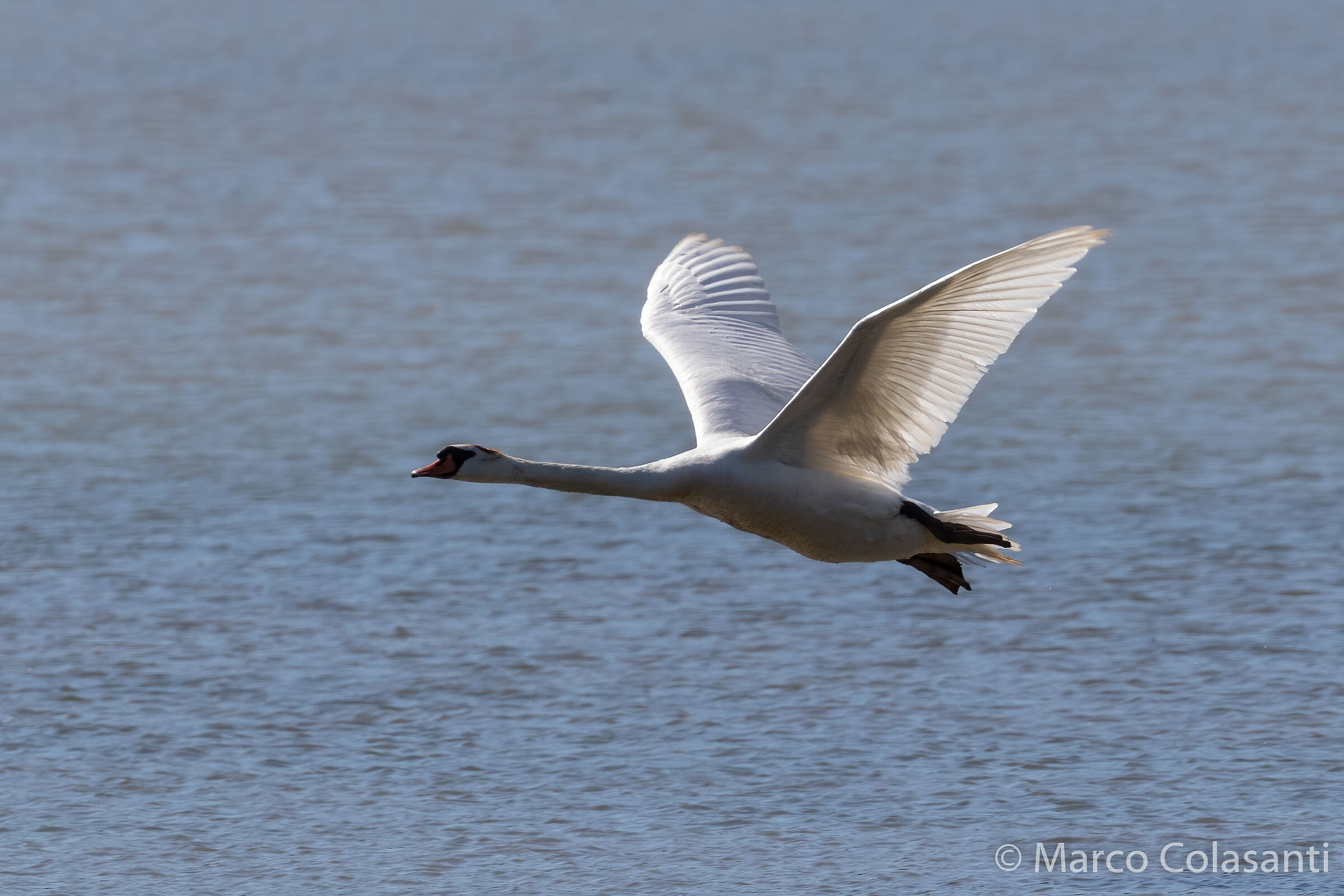 royal swan in flight...