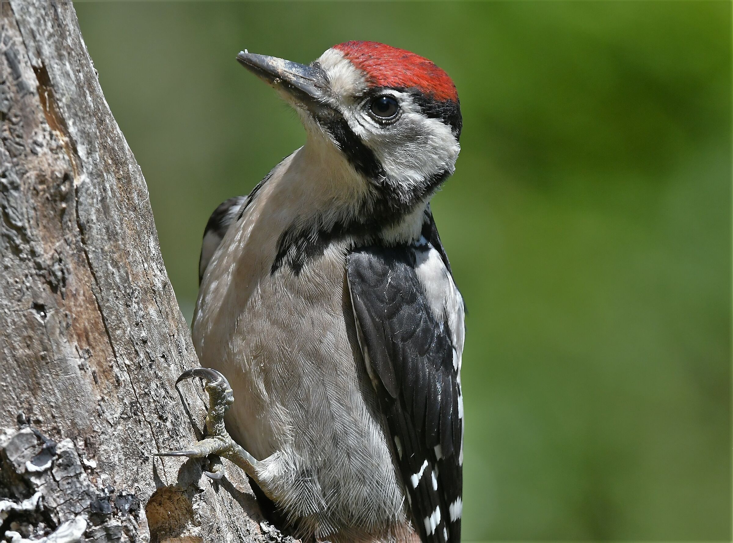 Small Red Woodpecker...