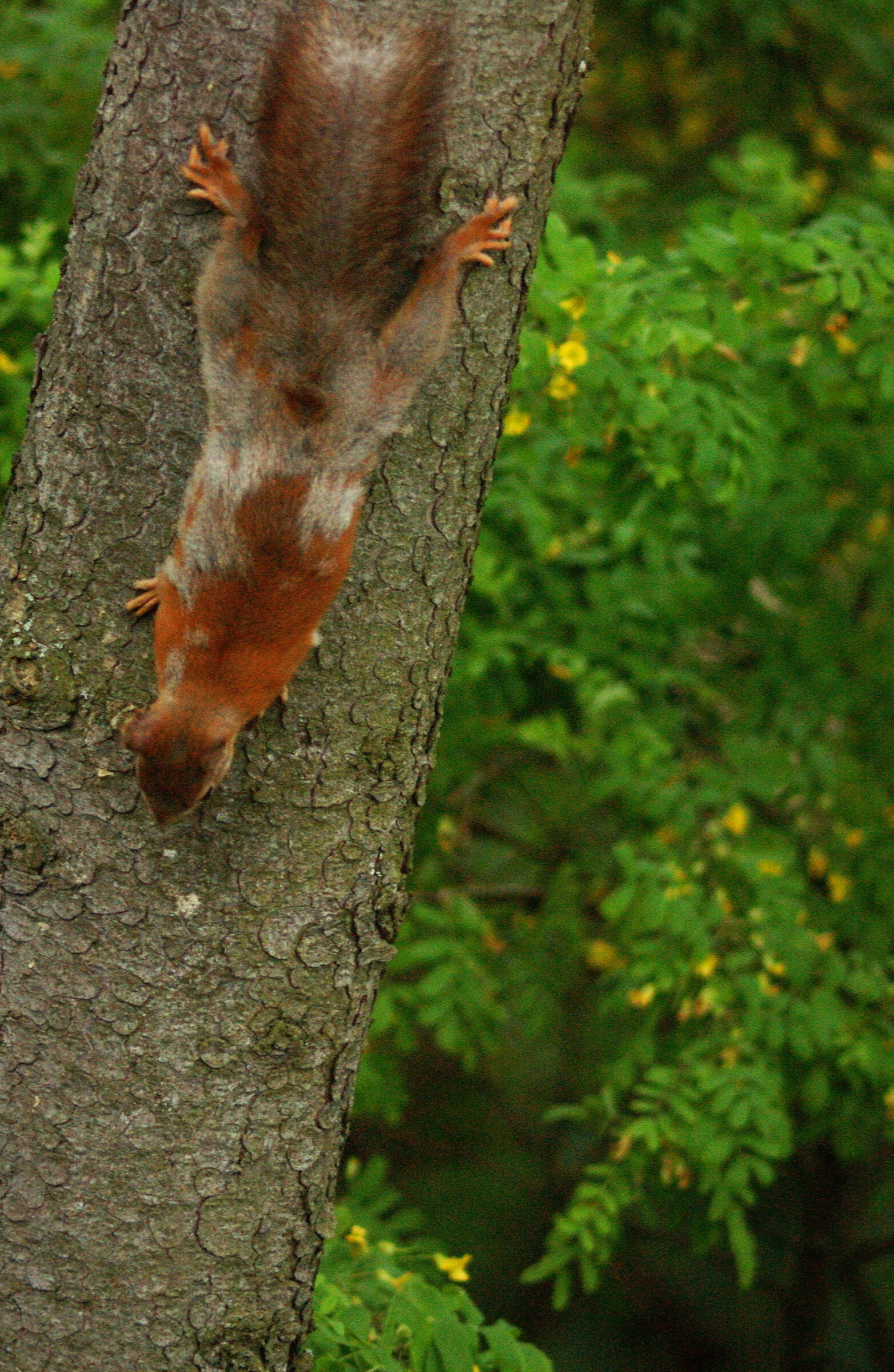 Uno scoiattolo di 'mezza stagione'...