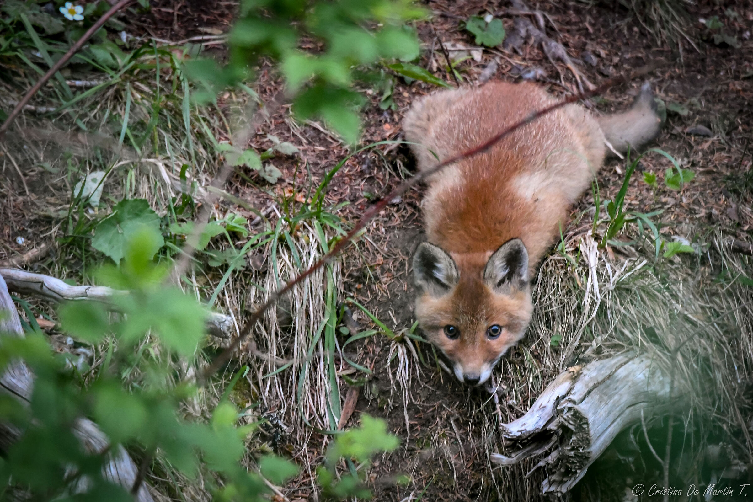 curious fox...