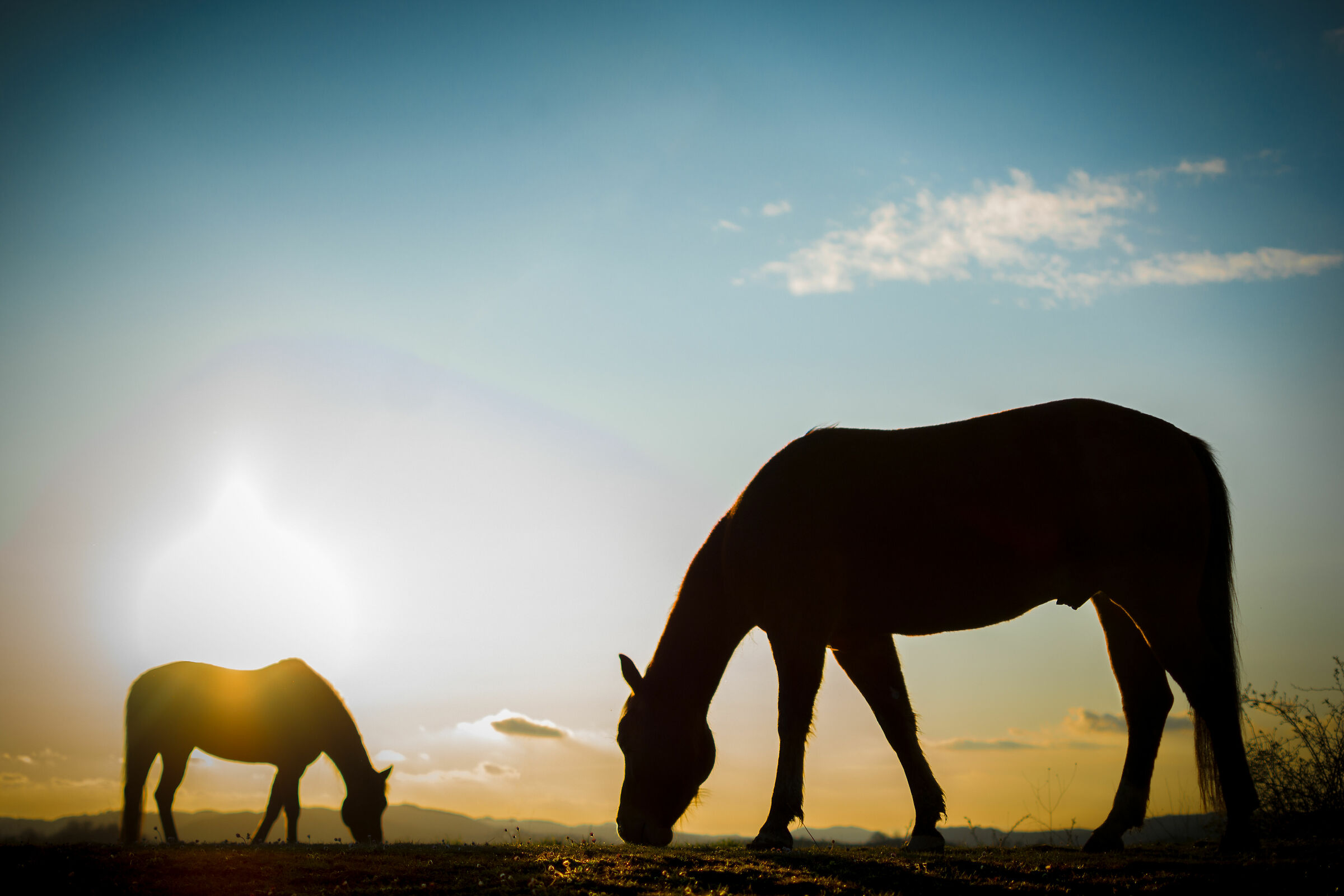 Horses at sunset...