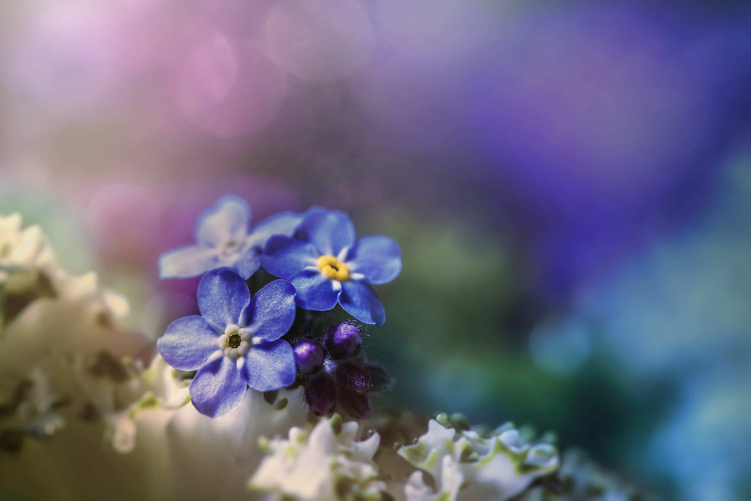 Forget-me-nots...
