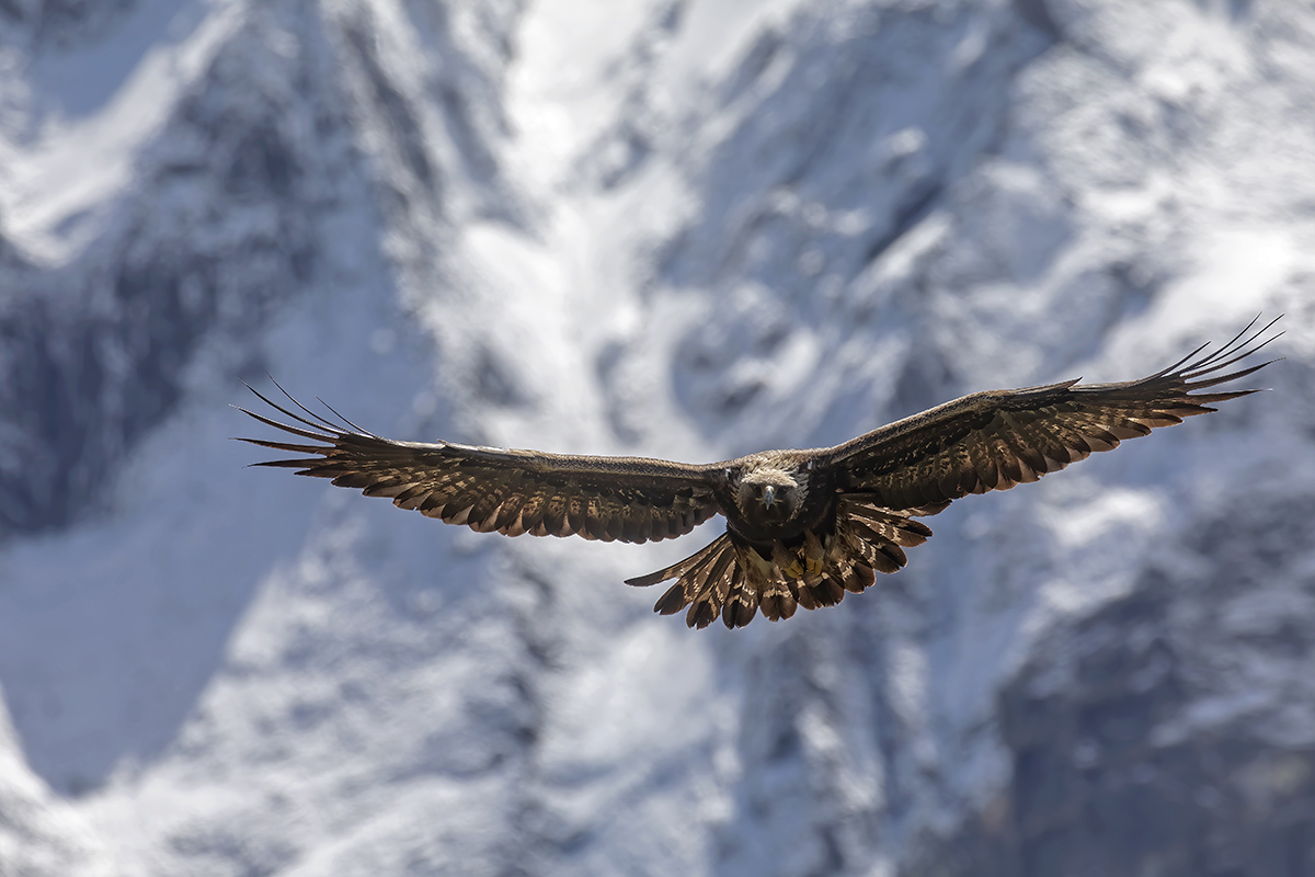 Golden Eagle -Italian Alps-...