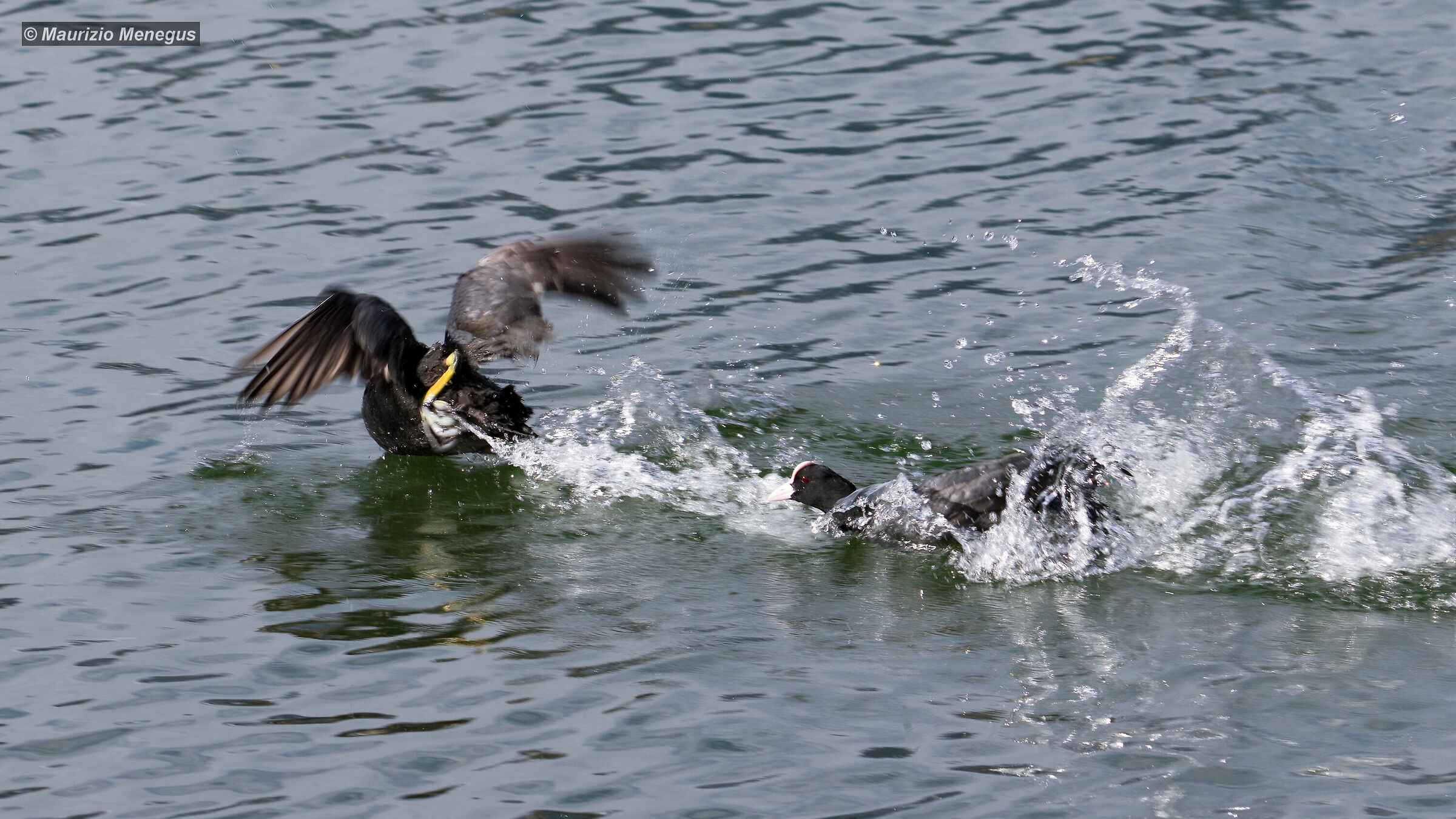 Coots fight in a Dolomite lake 4...