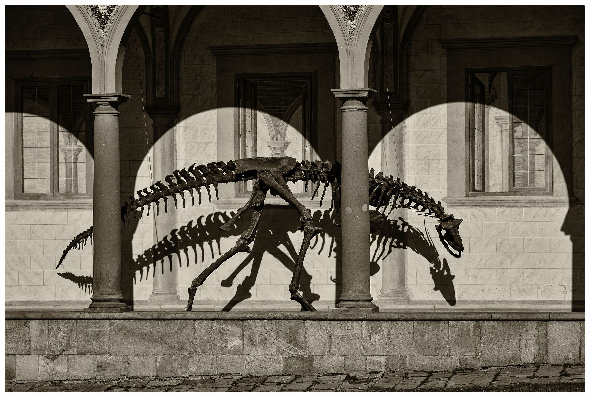 Natural History Museum - Calci-Pis...