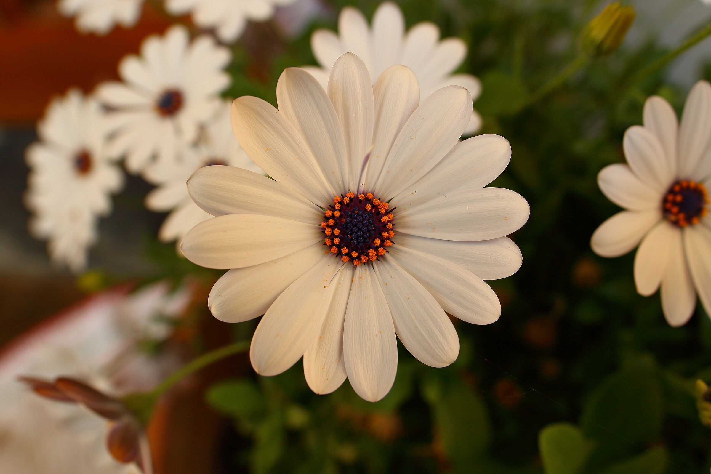 White perennial daisies...