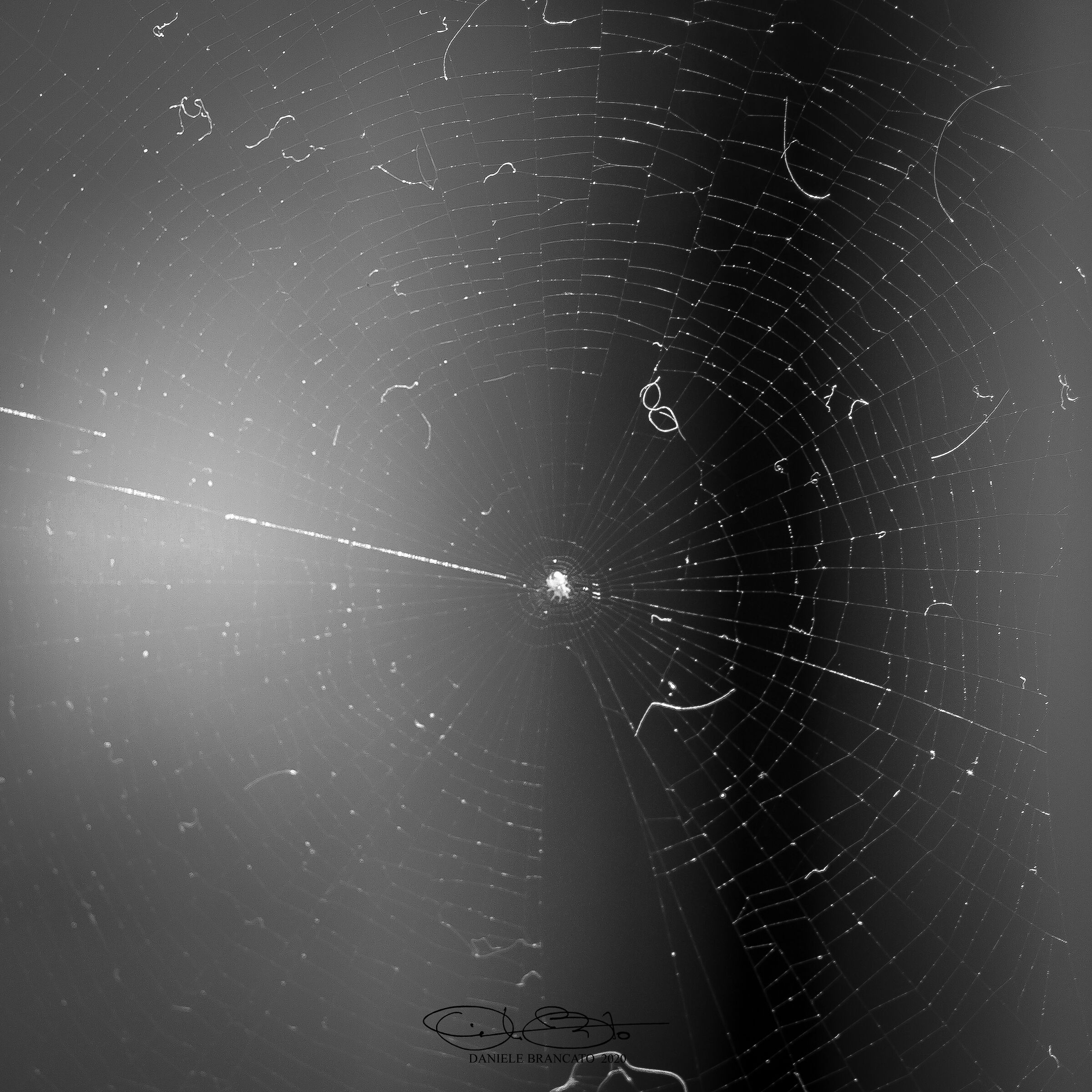 spider web...