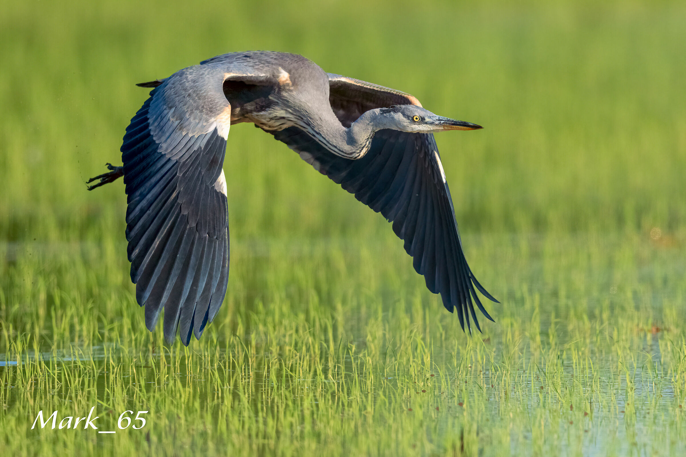 gray heron in the green...