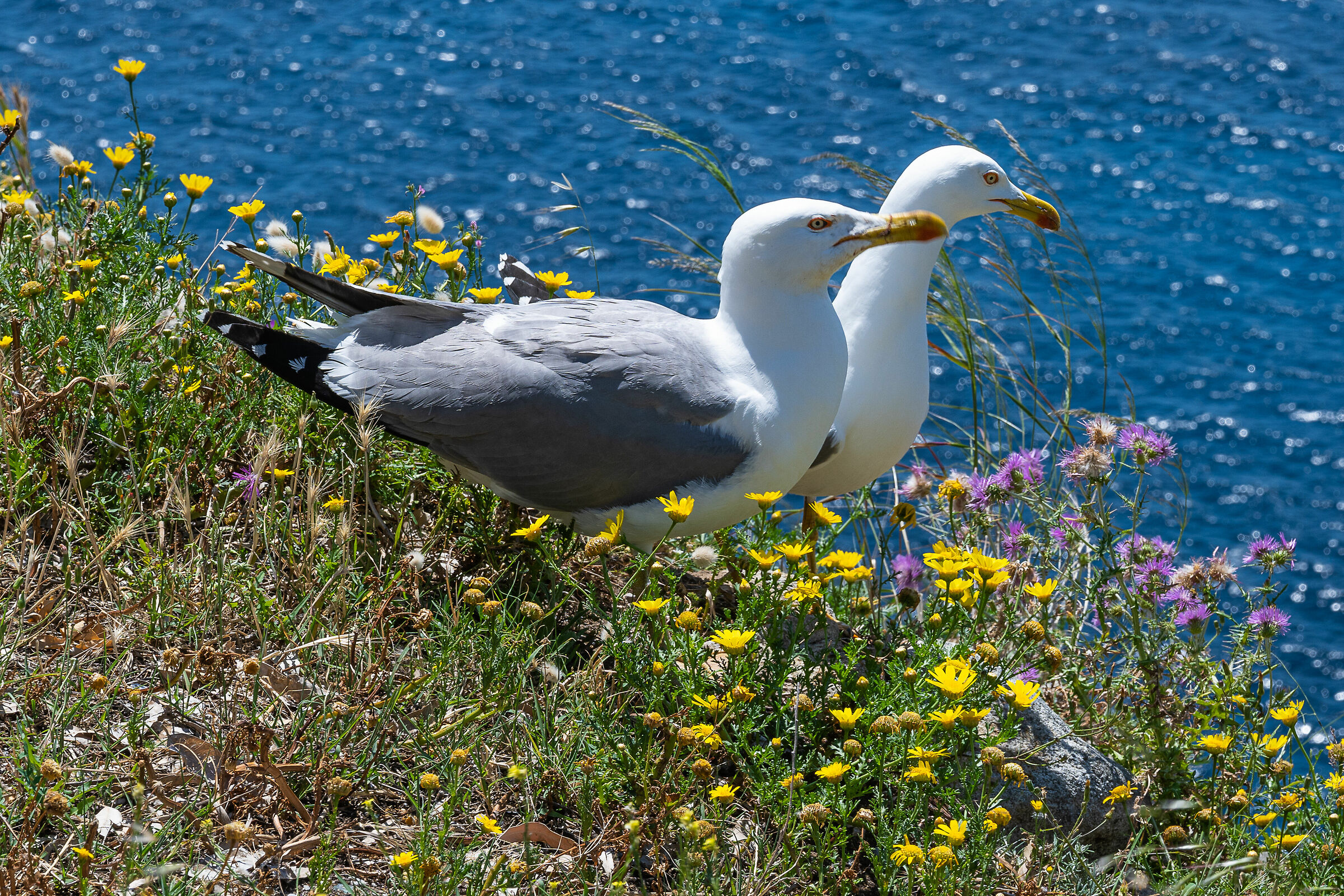 Seagulls on Elba Island...