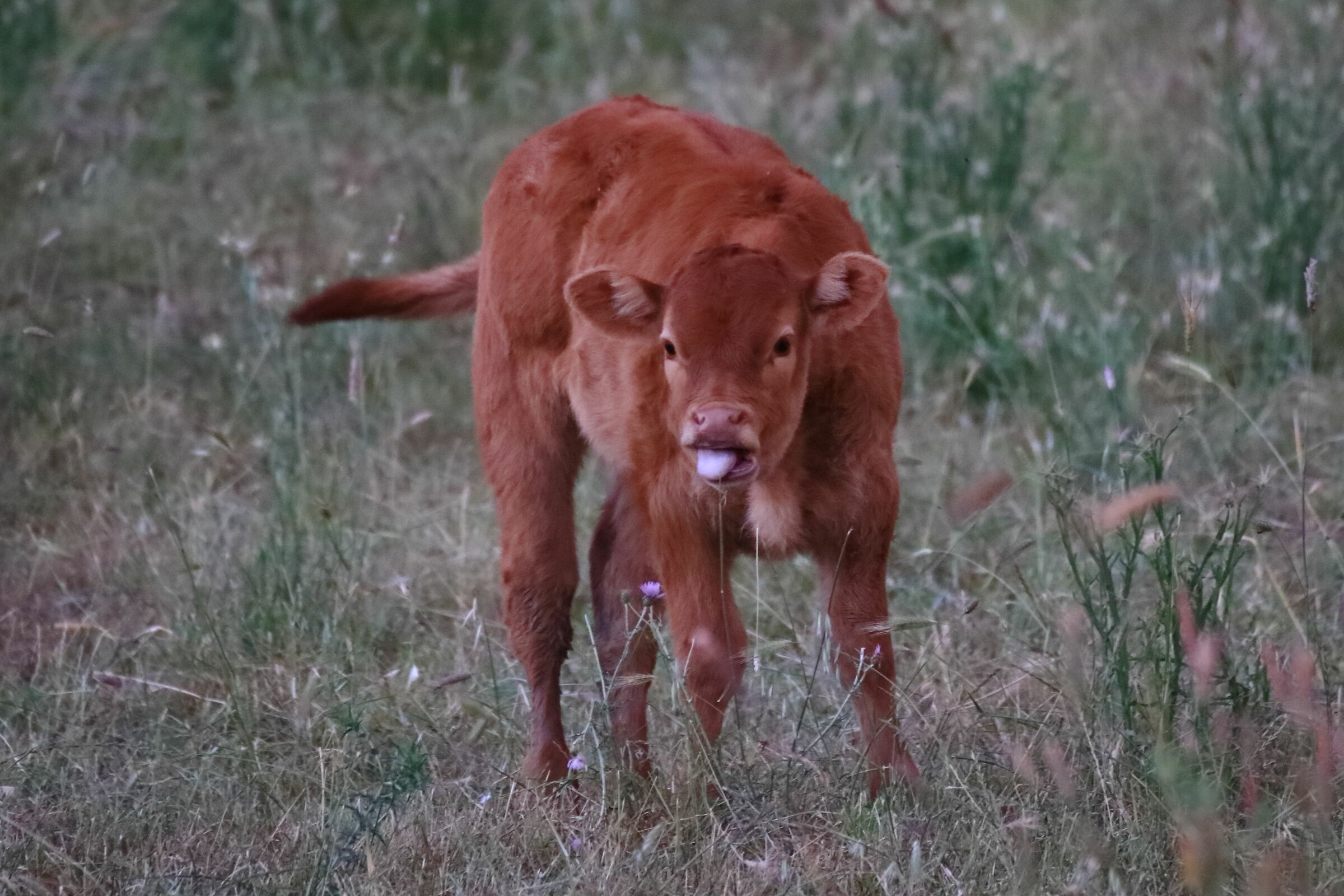 the calf makes the tongue...