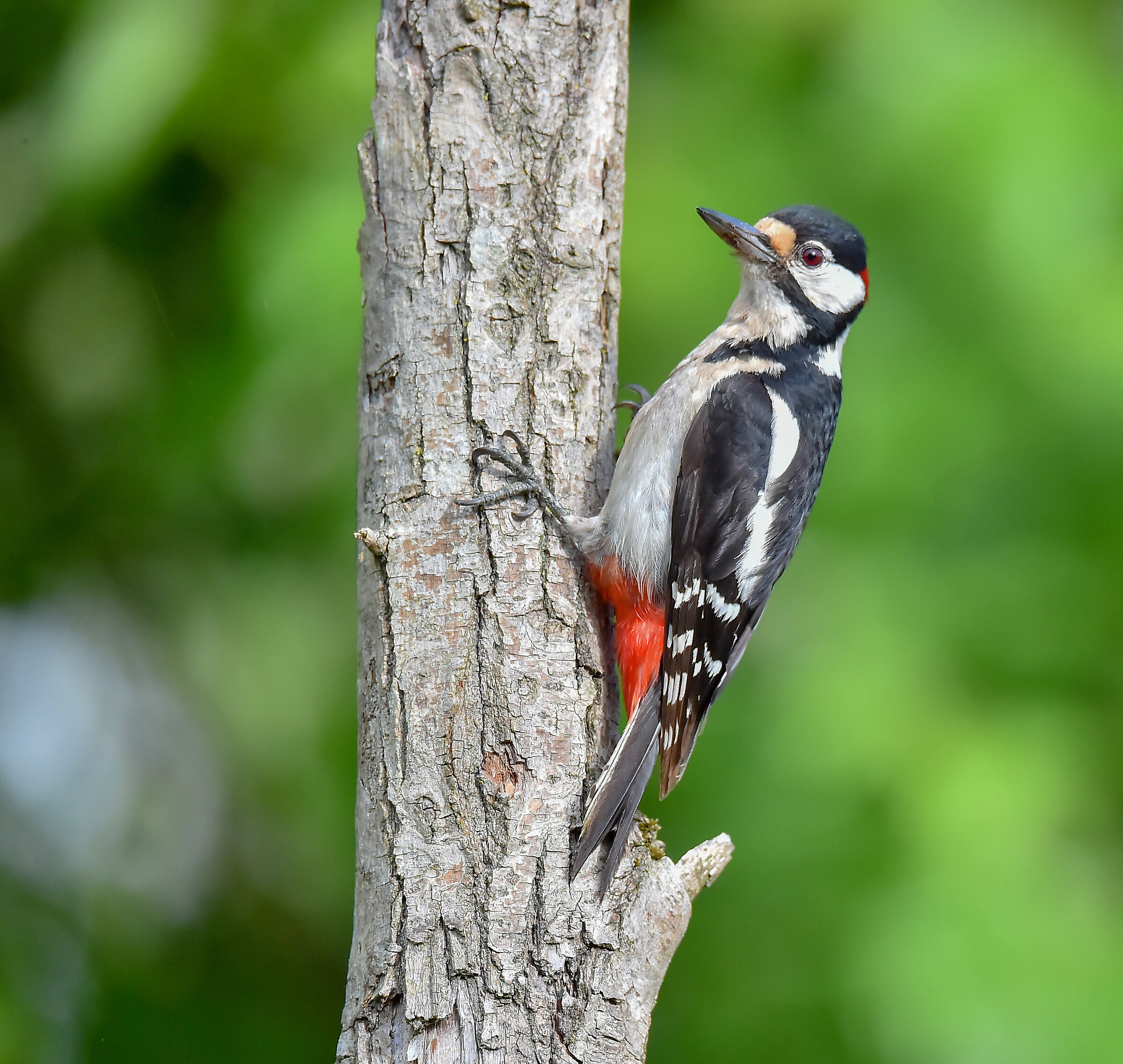 Major Red Woodpecker (Dendrocopos majo)...