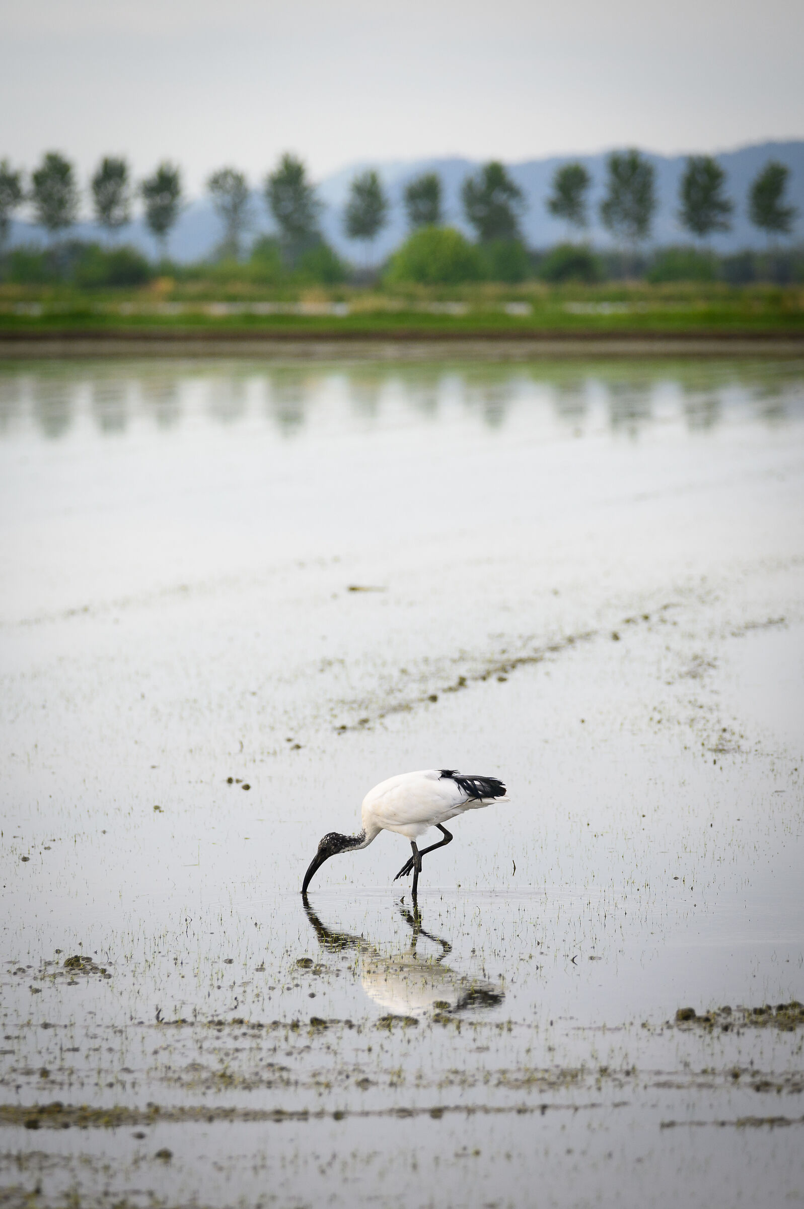 Sacred Ibis, in the vercellese rice paddies....