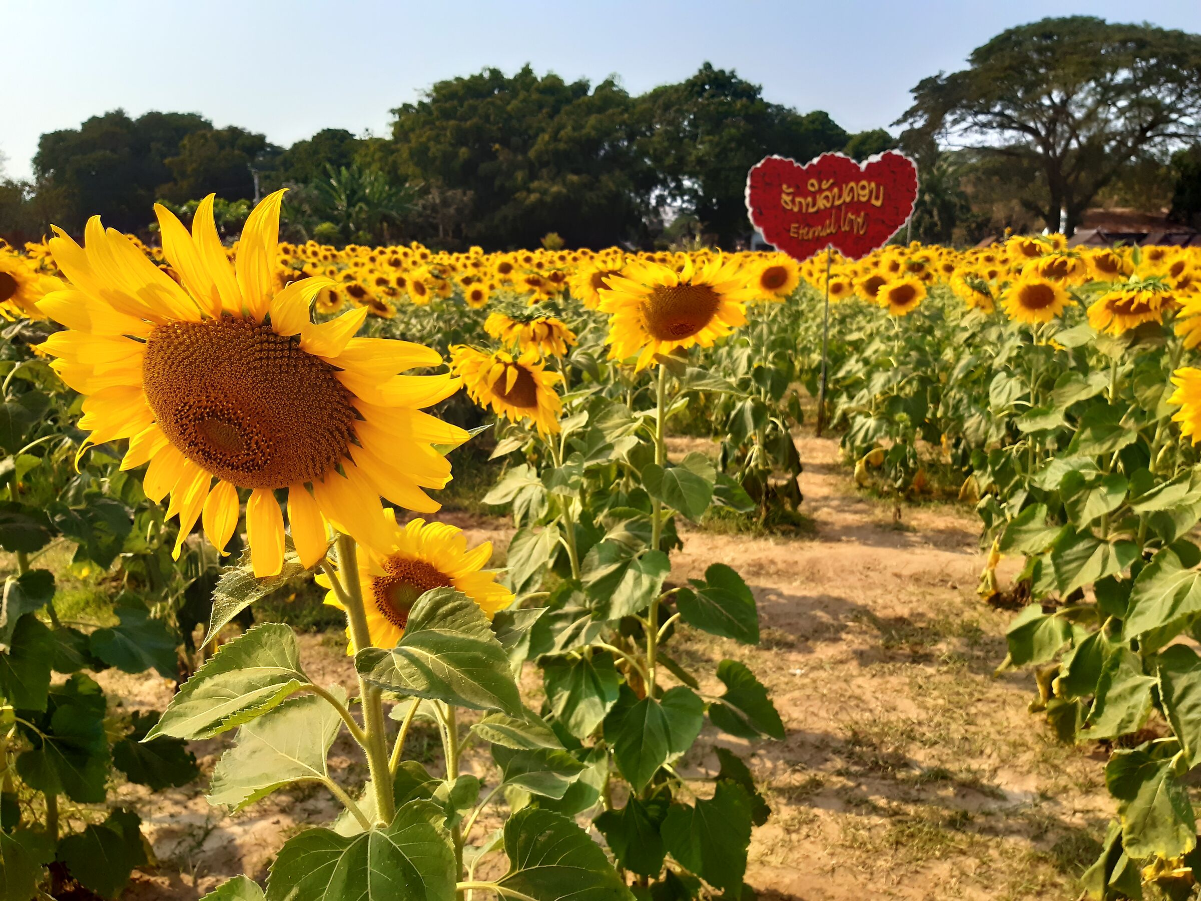 Sunflowers in Laos...