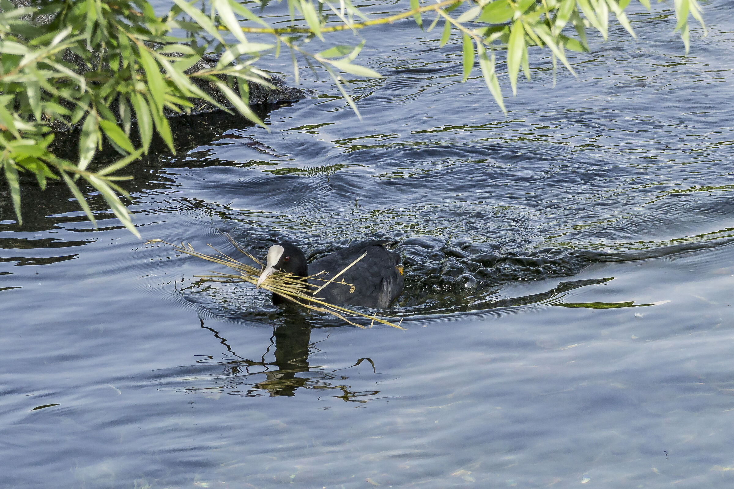Pair of coots in their nest - 1 (crop)...