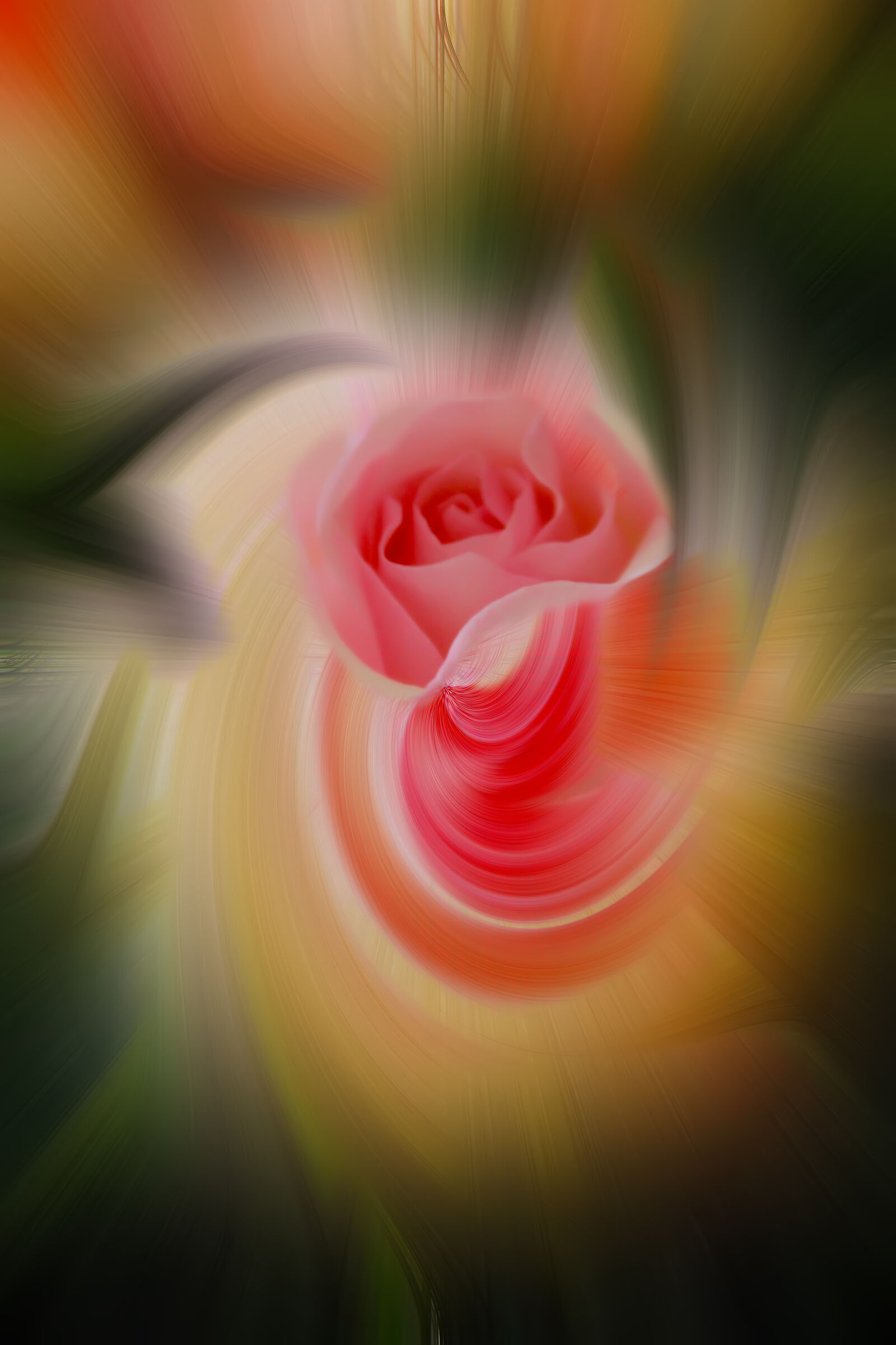 The Twirl Rose...