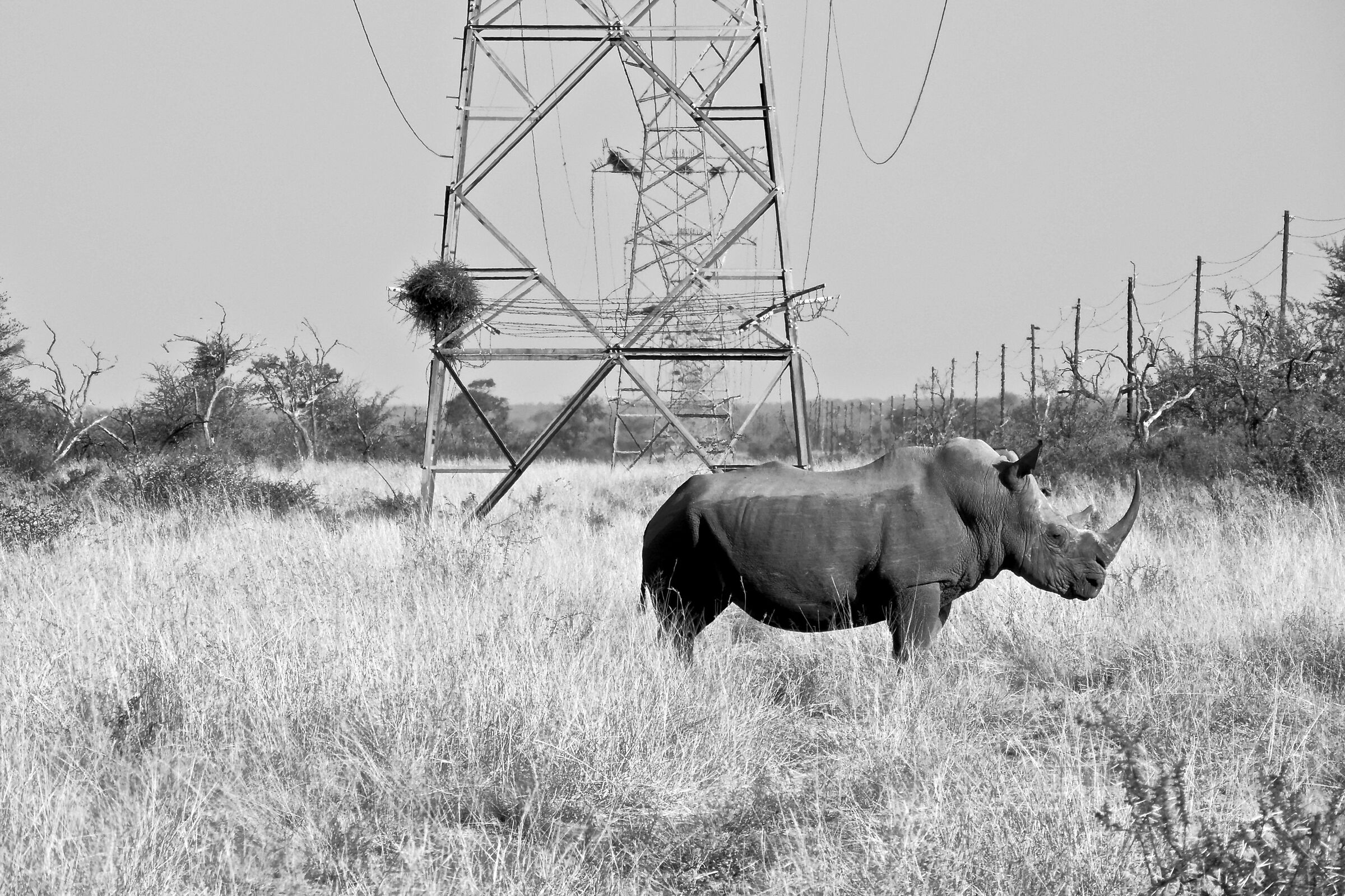 Rhino - South Africa...