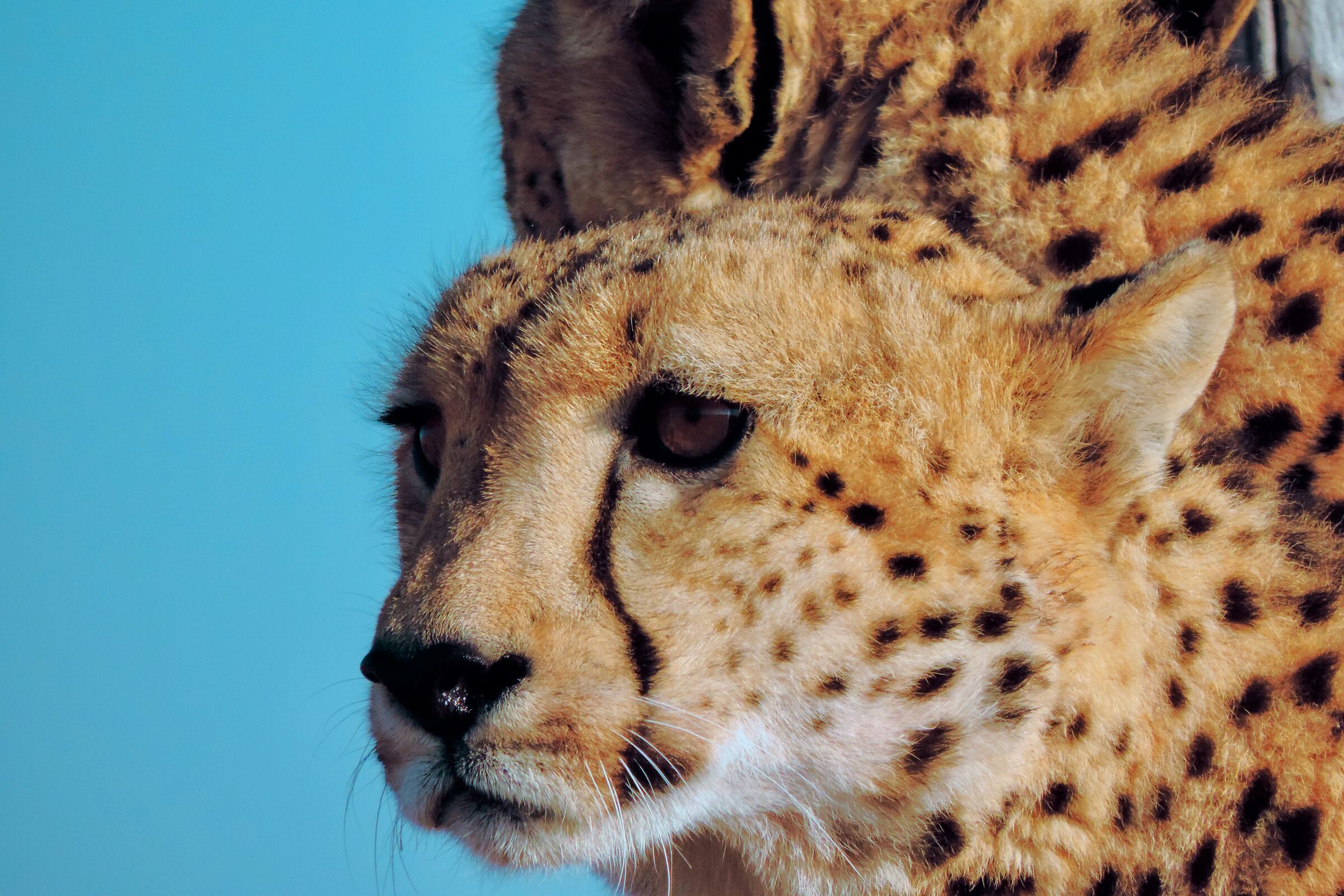 Cheetah - South Africa...