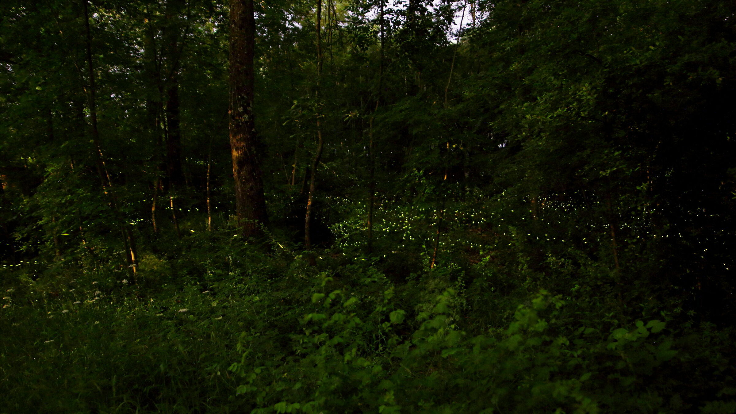 Fireflies in the woods...
