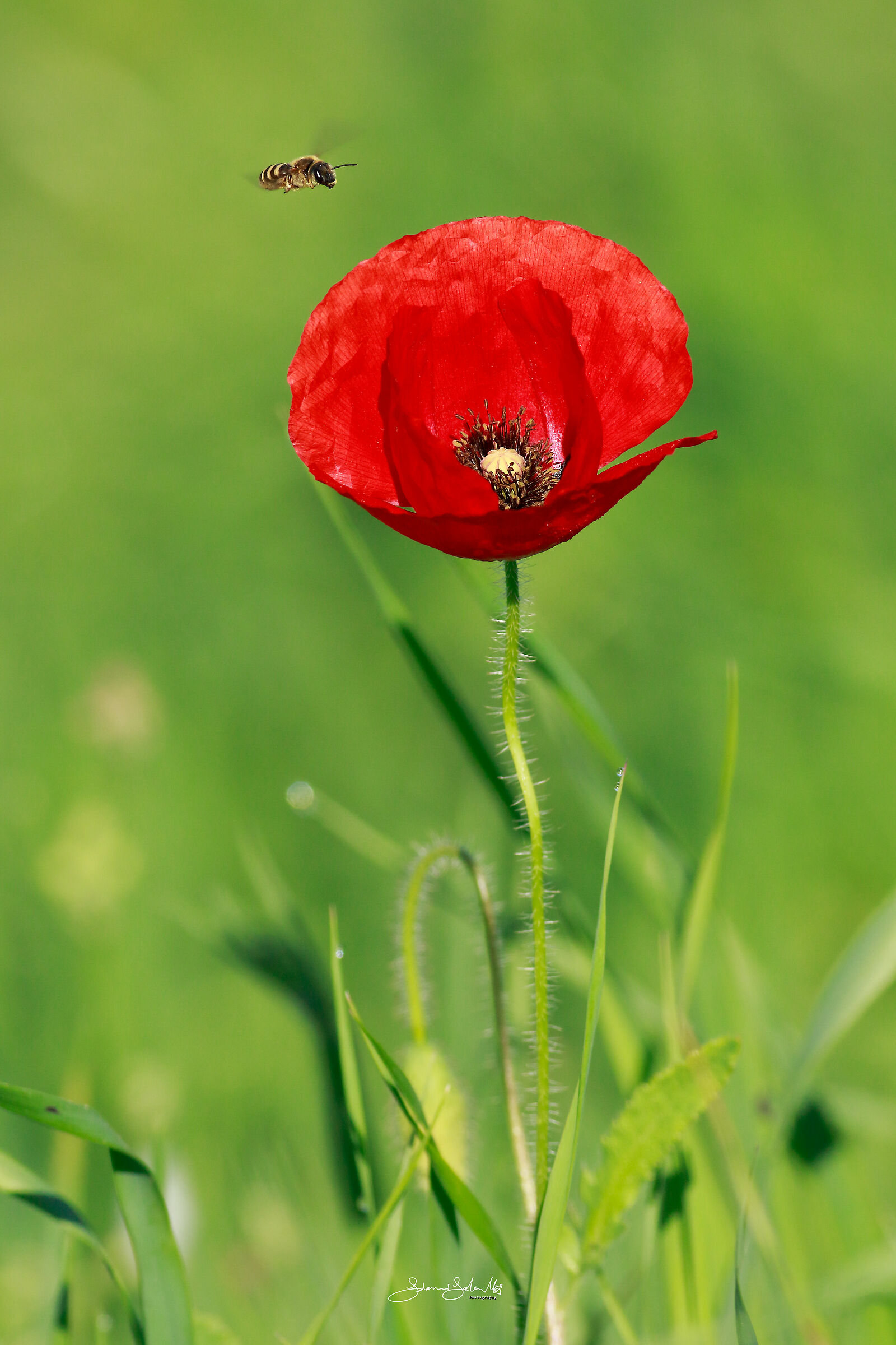The Bee and the Poppy...