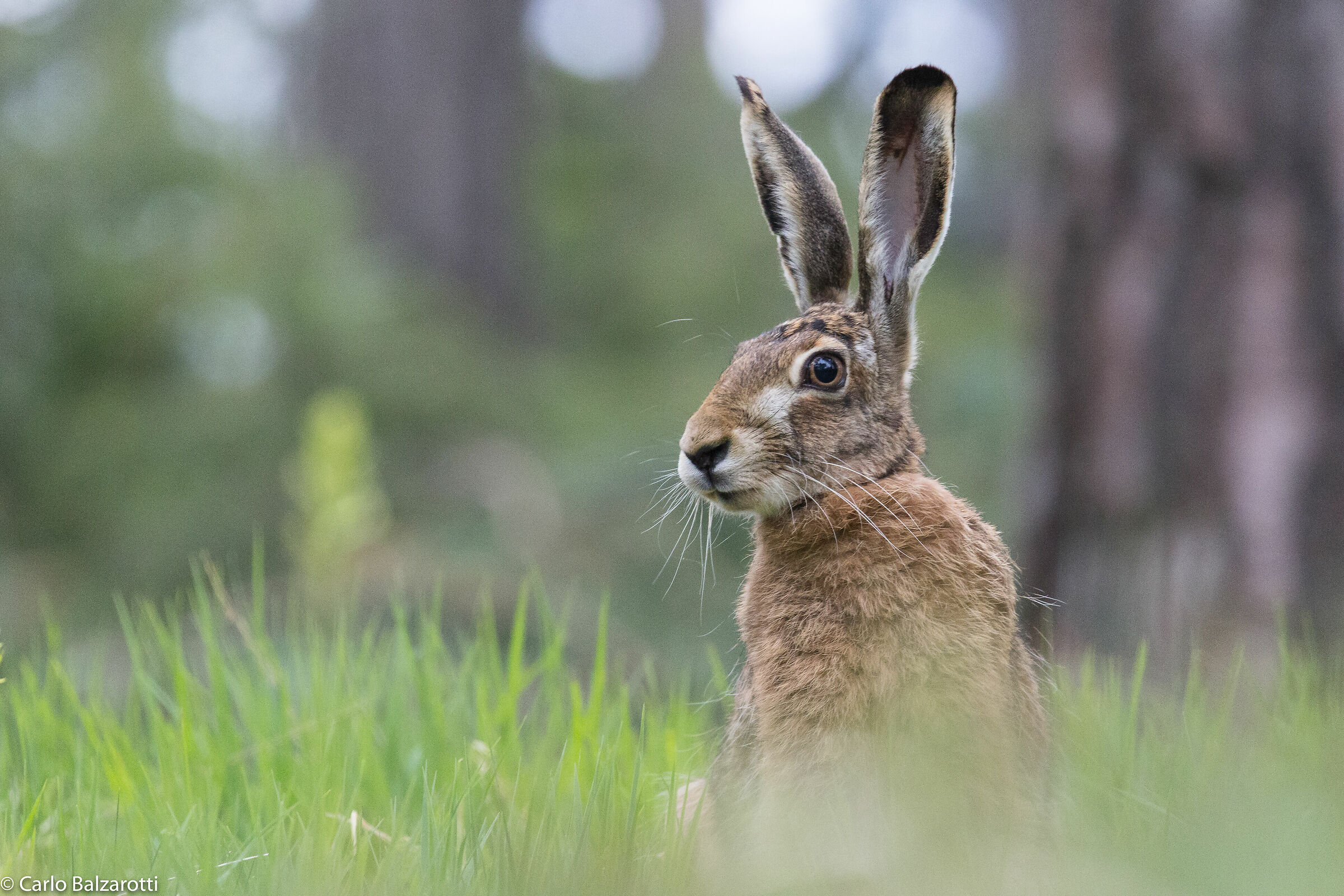 Portrait of a Hare...