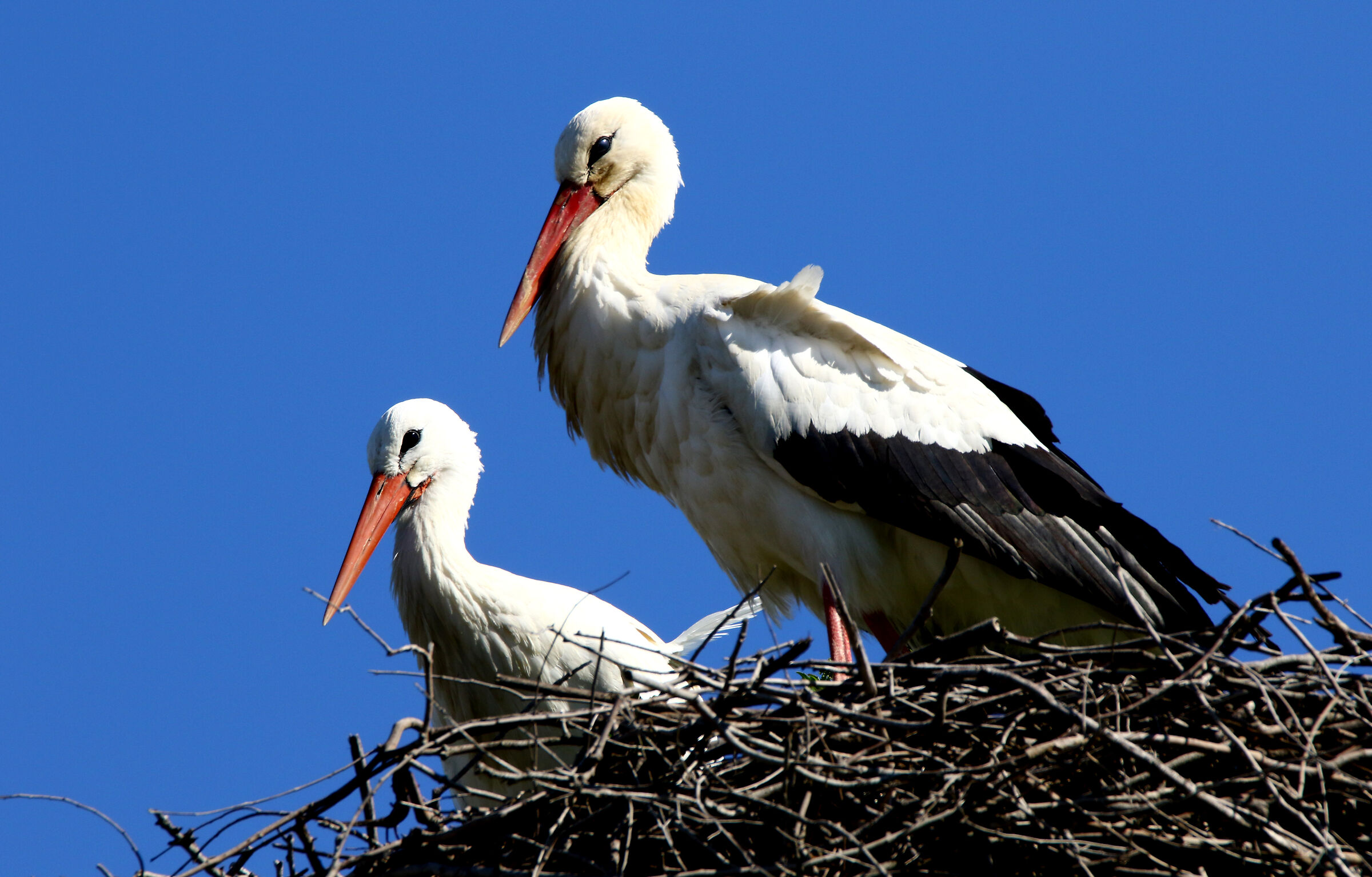 Couple of Storks Sicule....