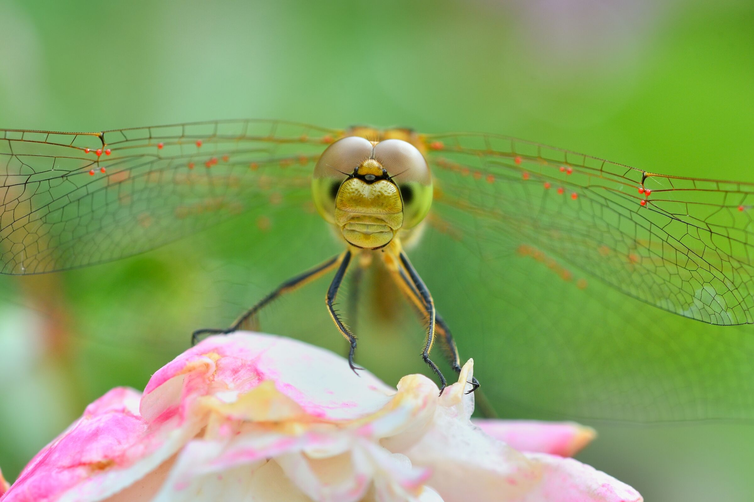 close up by Sympetrum...
