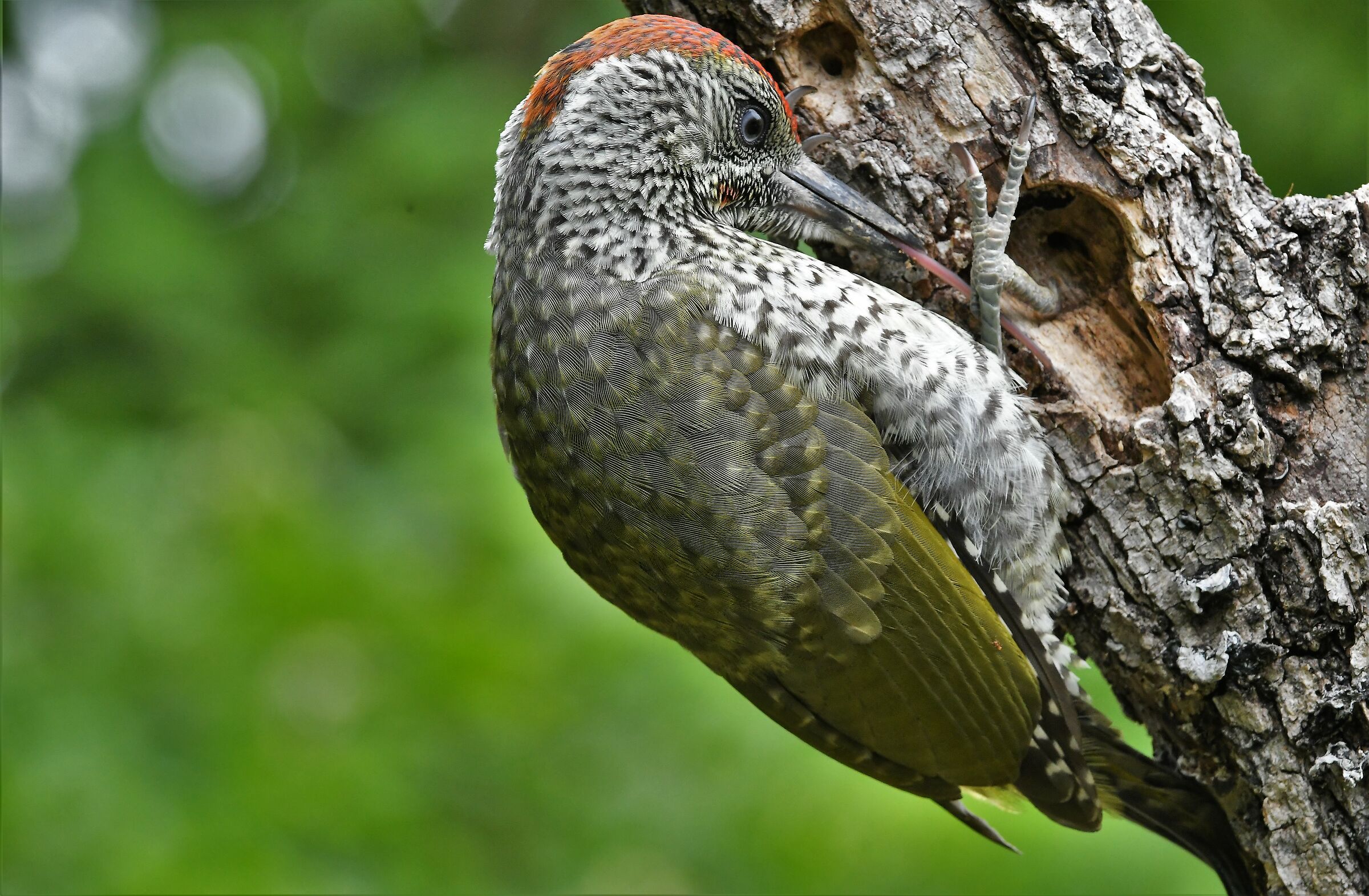 Young Green Woodpecker...