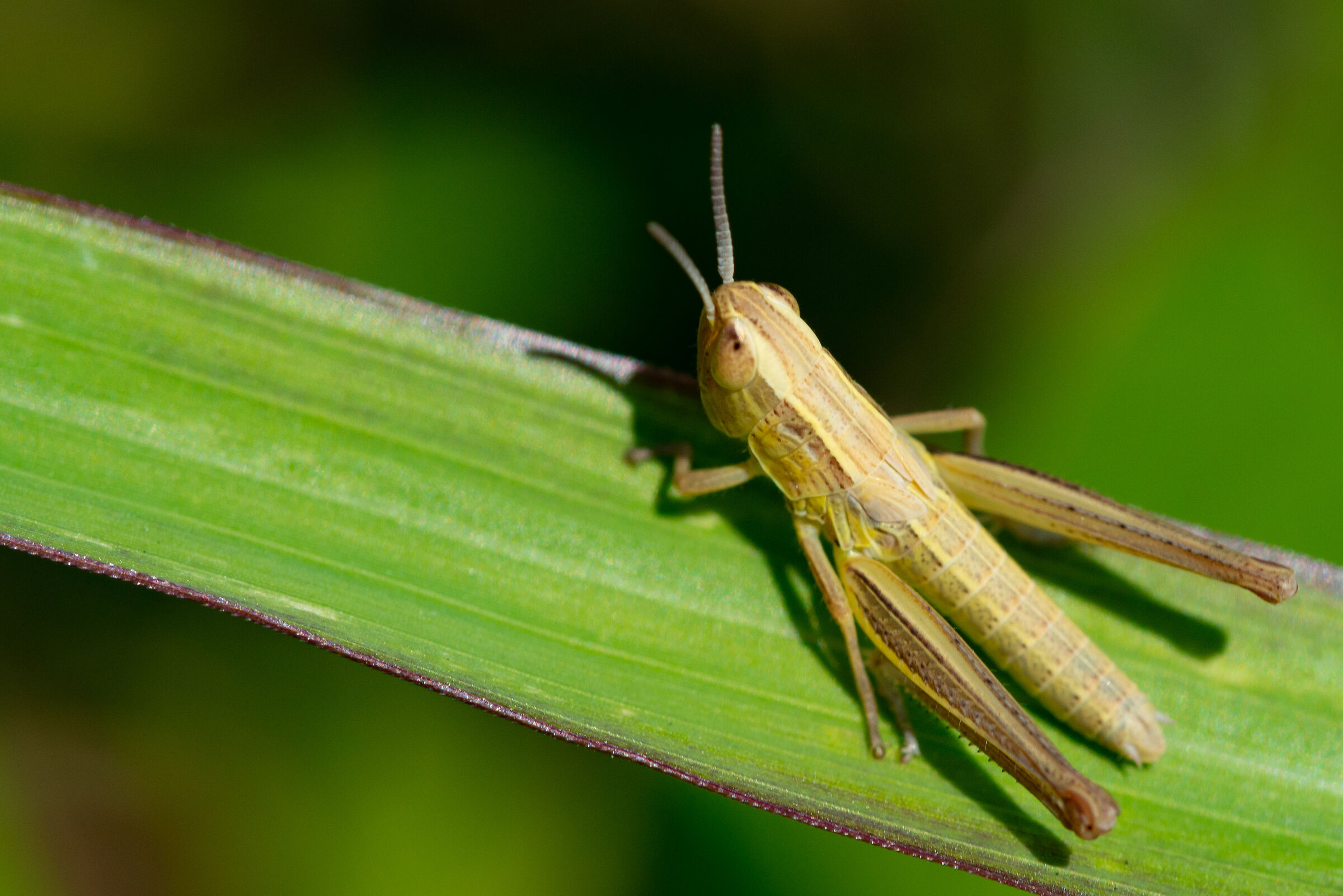 grasshopper 3...