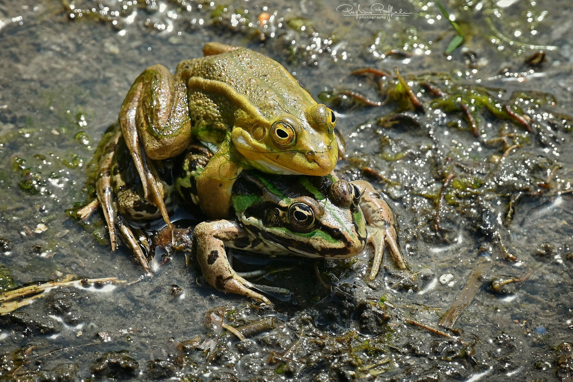 Frog Pair...