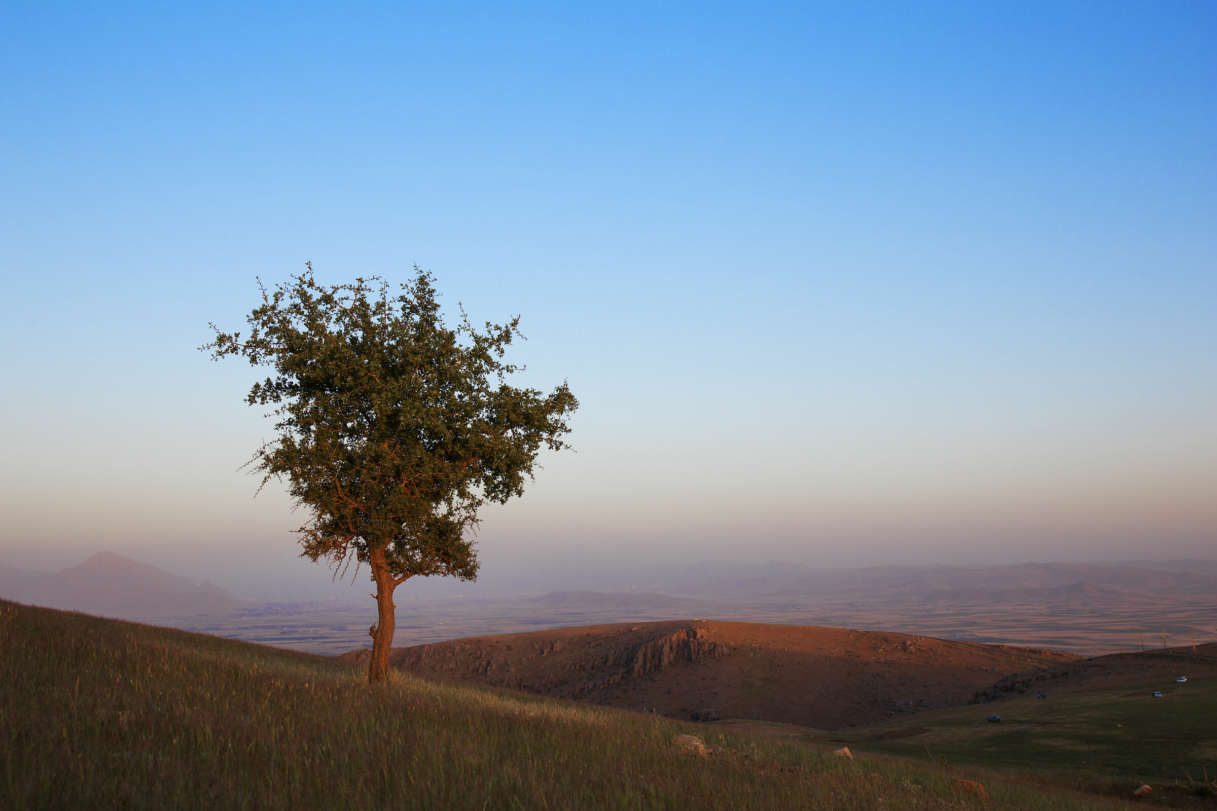 Single tree...