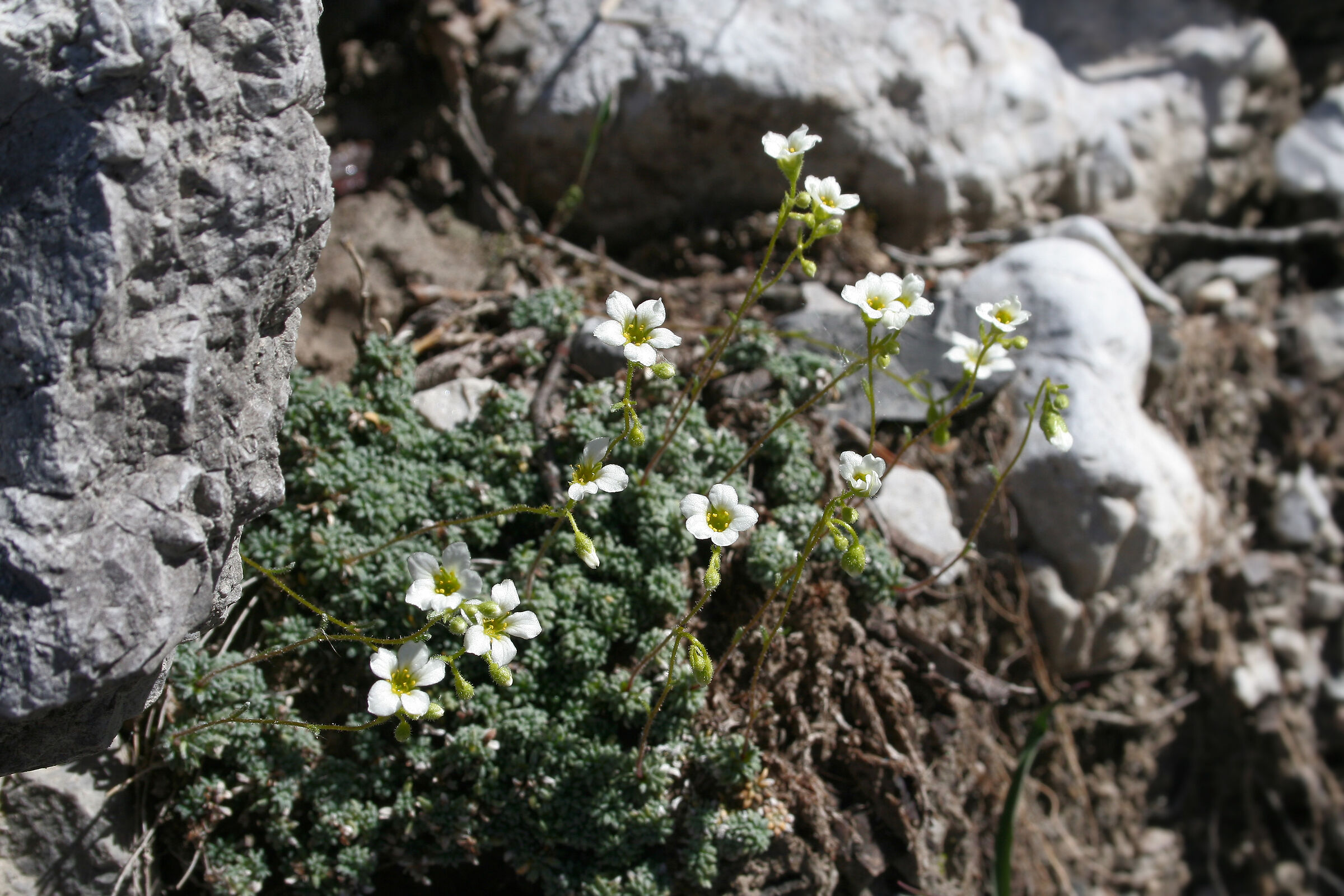 Little Alpine Flower...