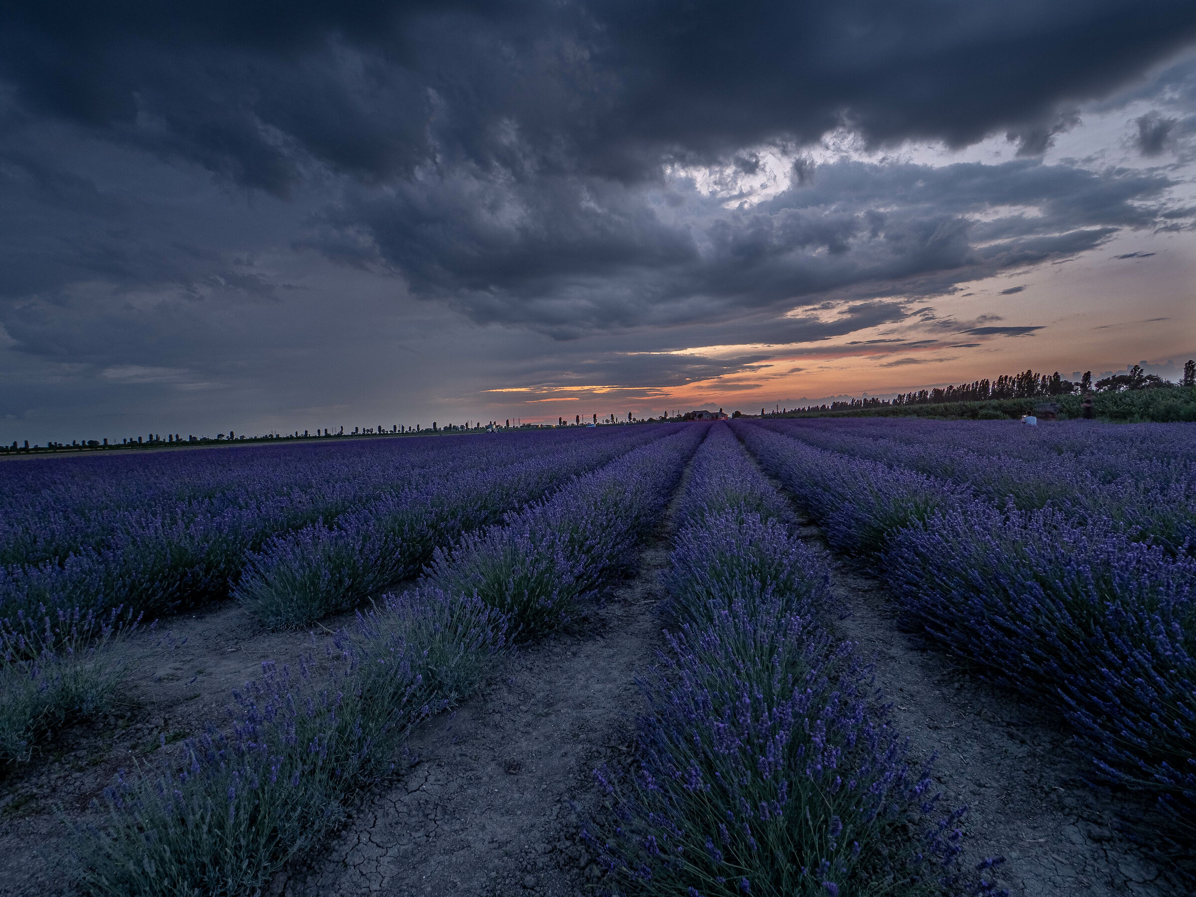 Italy's most famous lavender field...