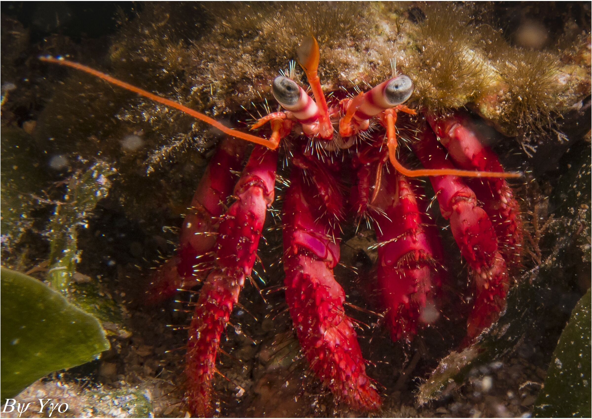 Red hermit crab...