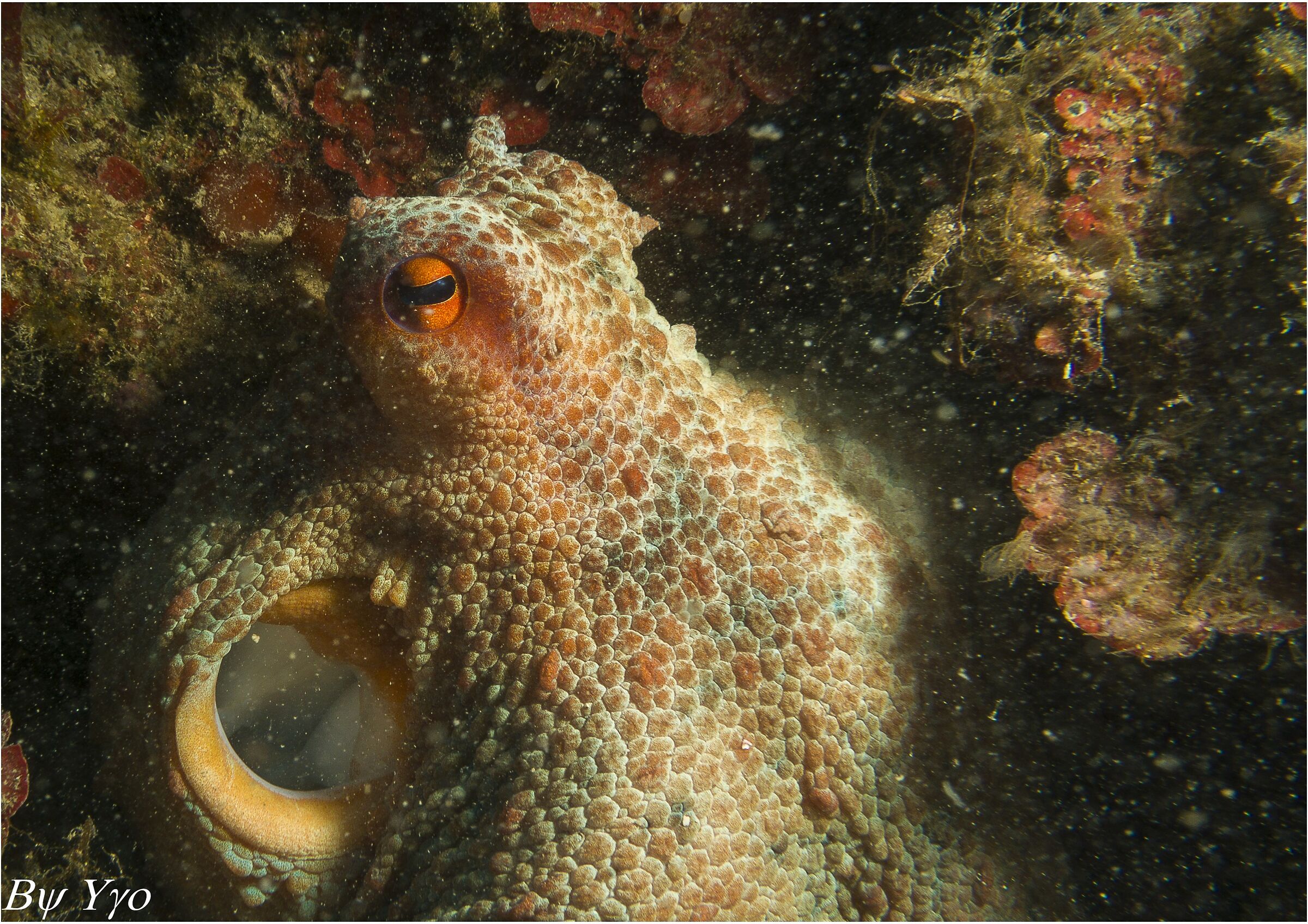 Octopus Common...