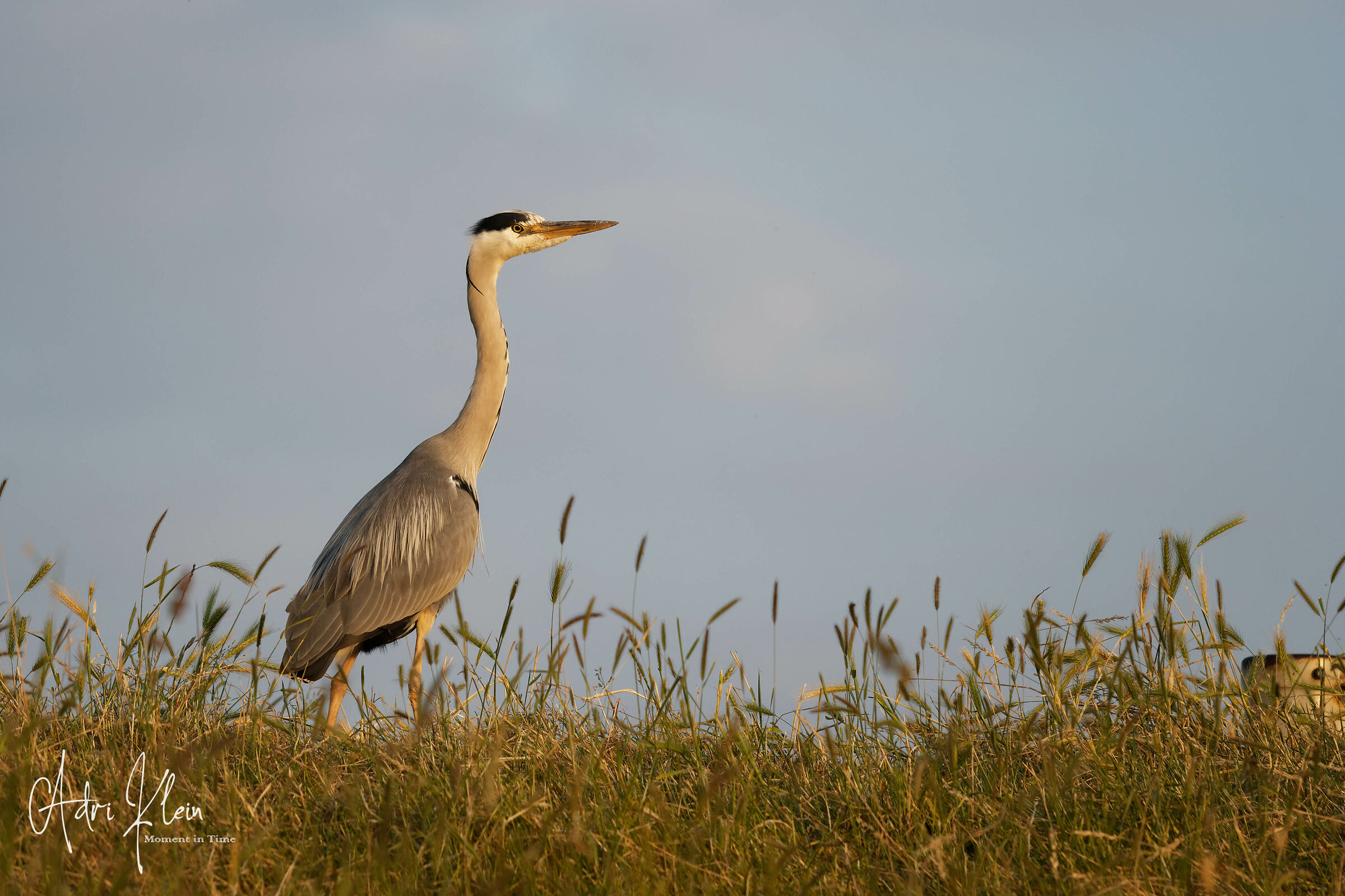 Blue Heron...