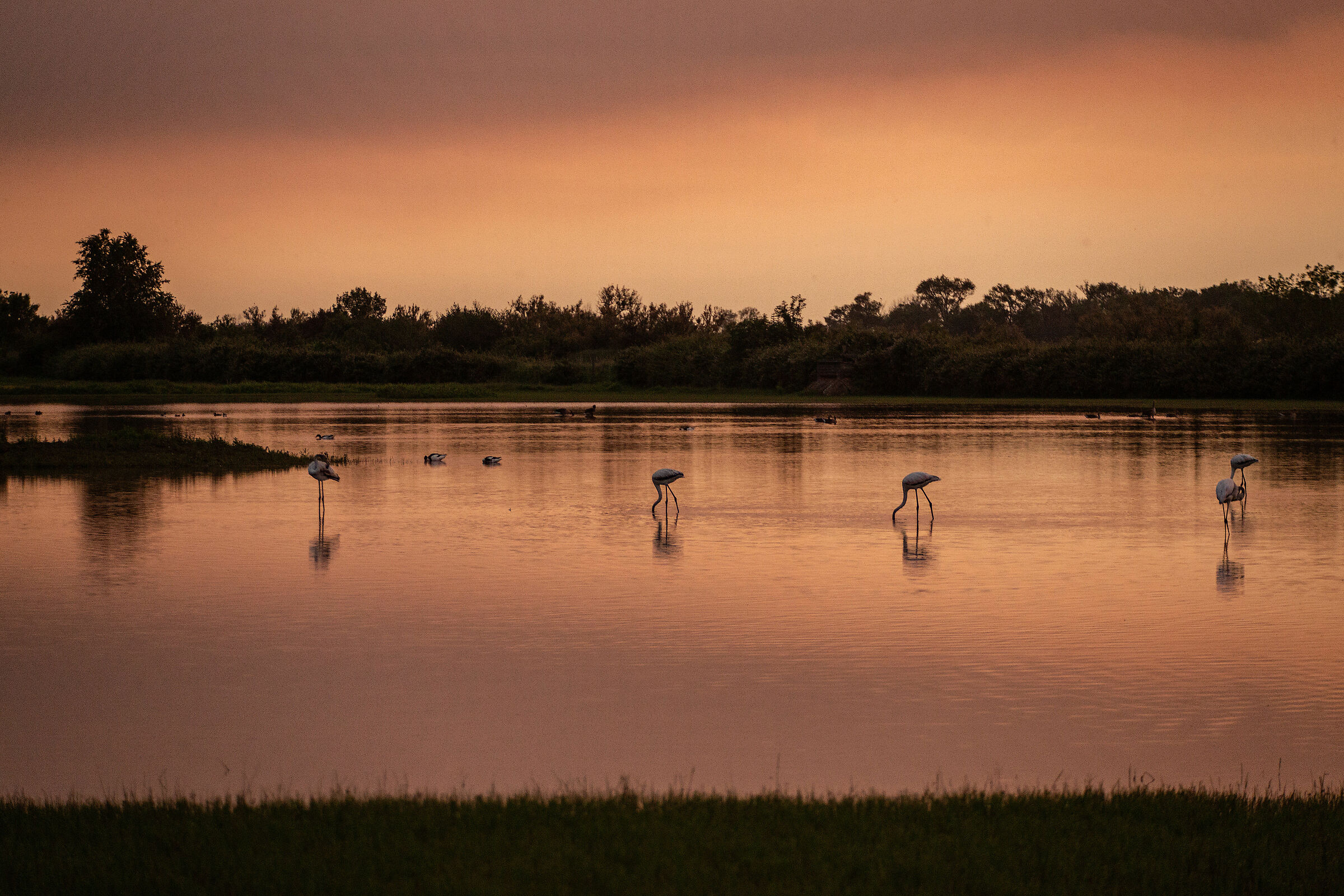 Flamingos at dawn....