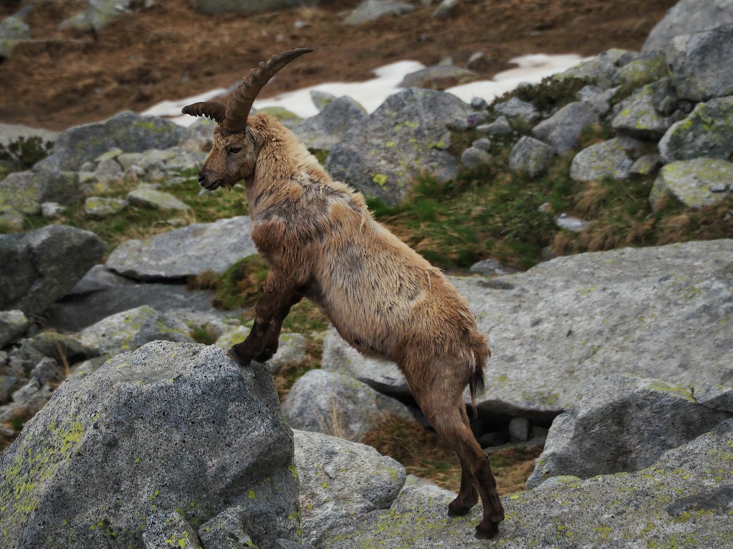Goat Ibex 2...