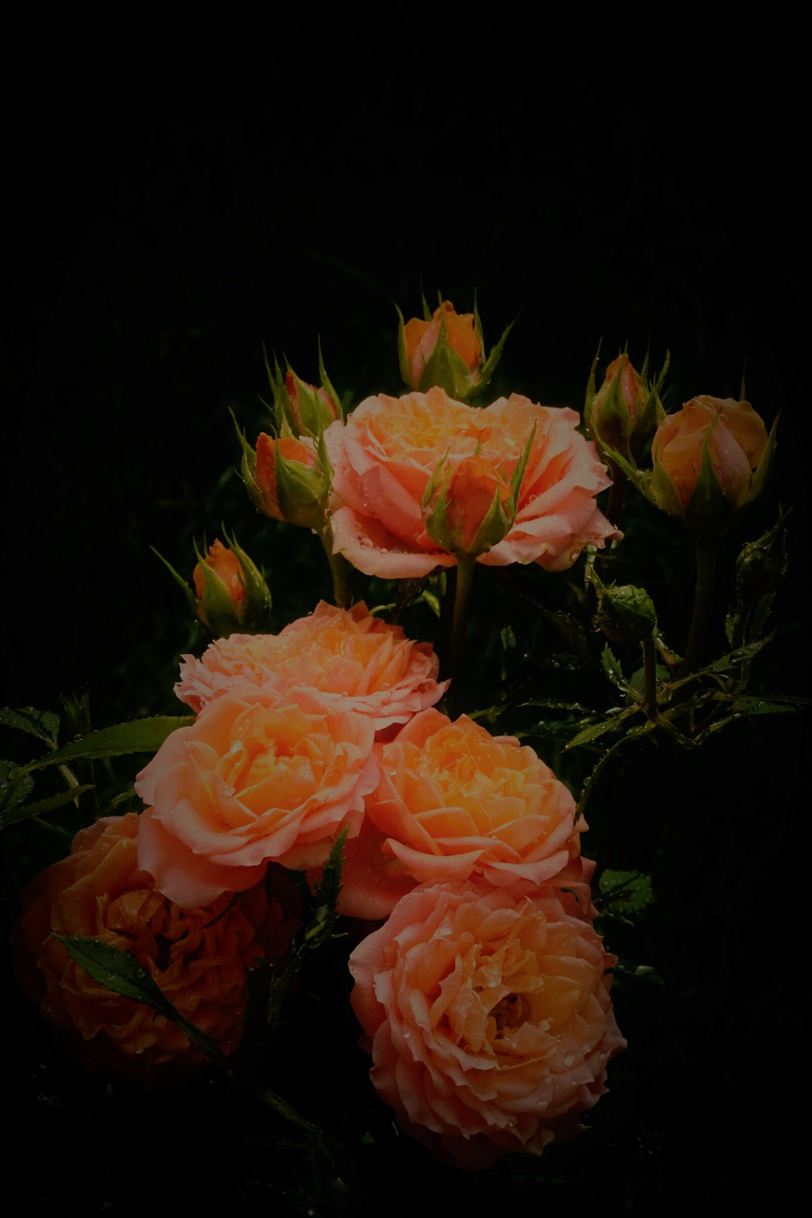 Rosa chinensis Jacq. (Con pioggia e poca luce)...