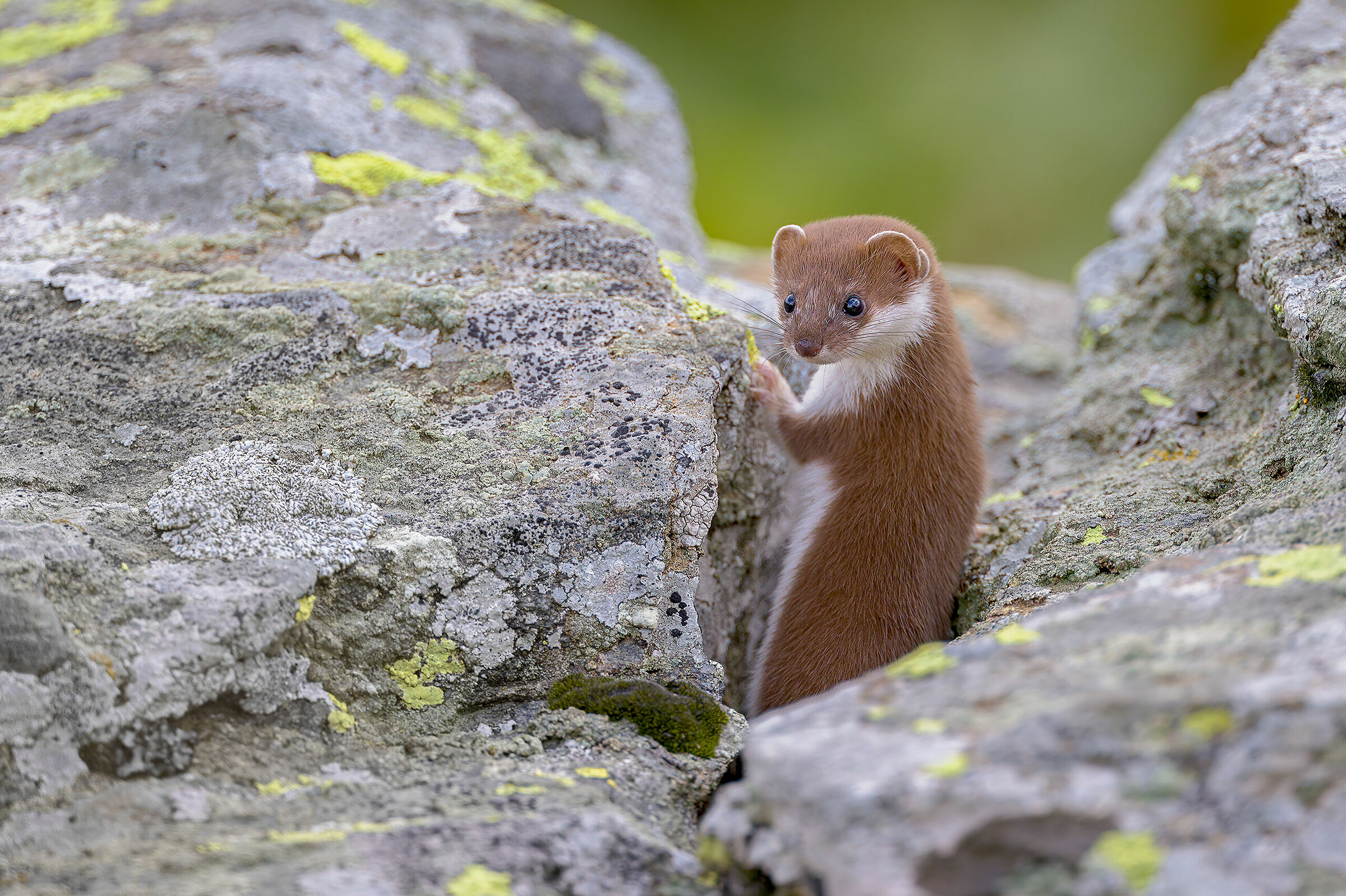 Curious Weasel...