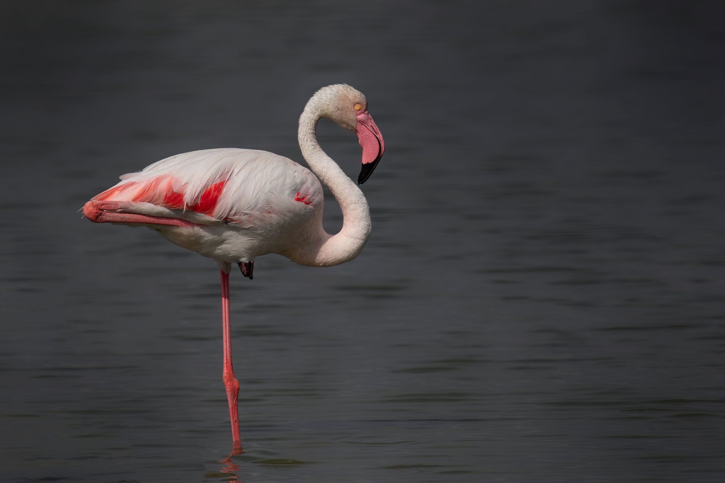 Pink flamingo in classic rest posture (4k)...