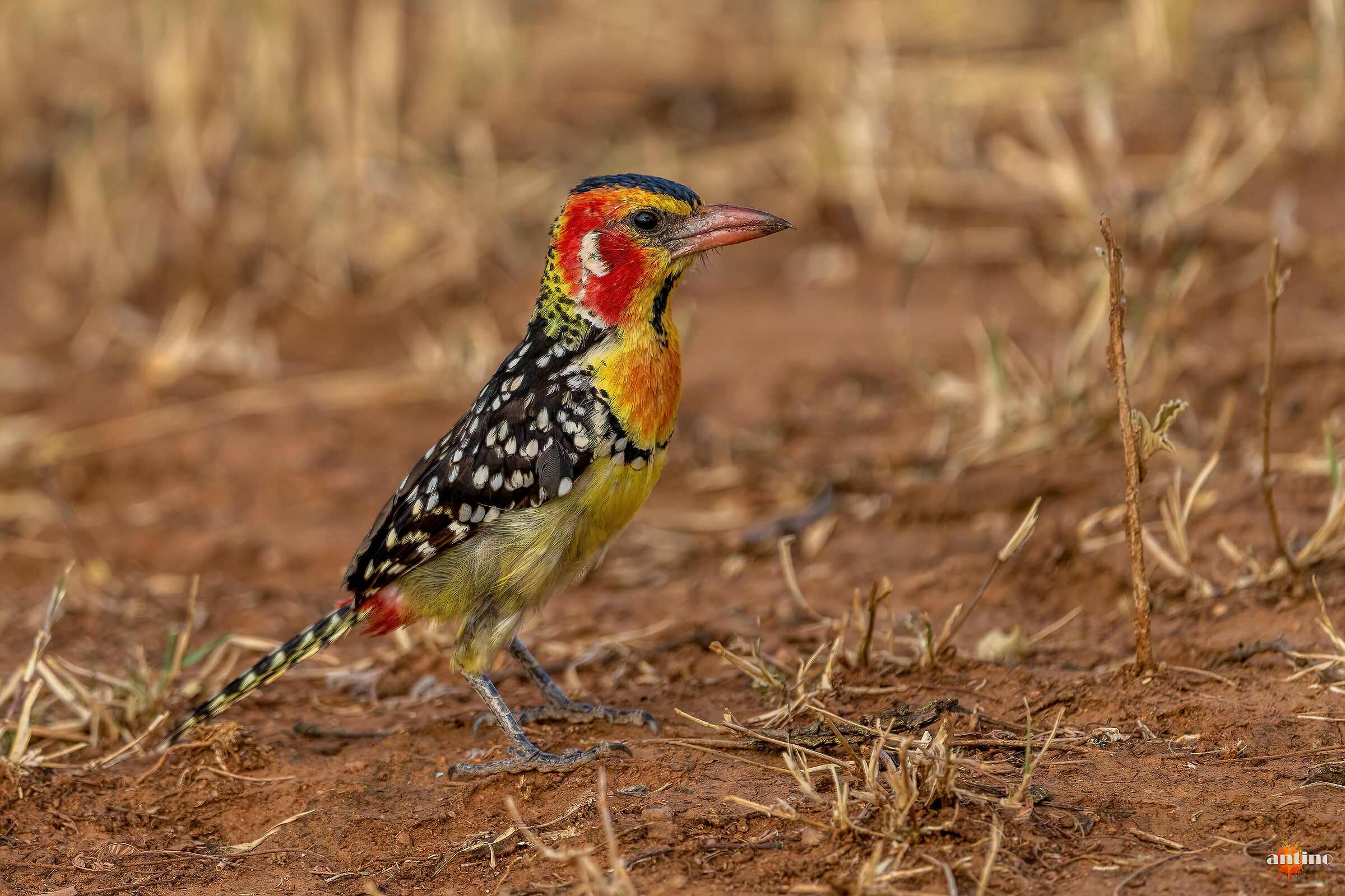 Red-and-yellow barbet...