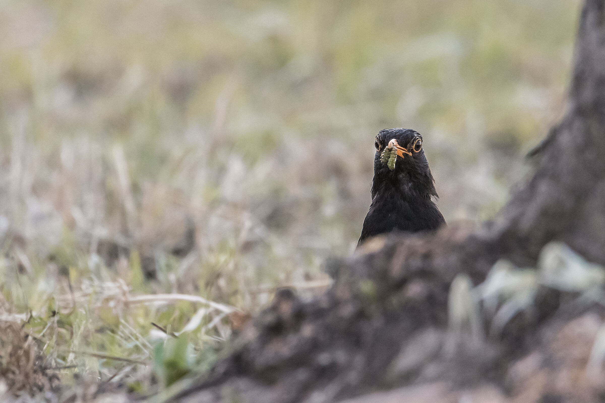 Blackbird with prey...