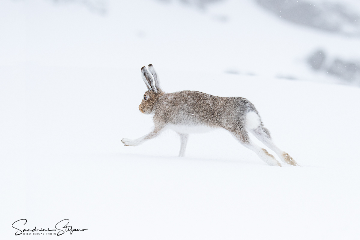 Variable hare...
