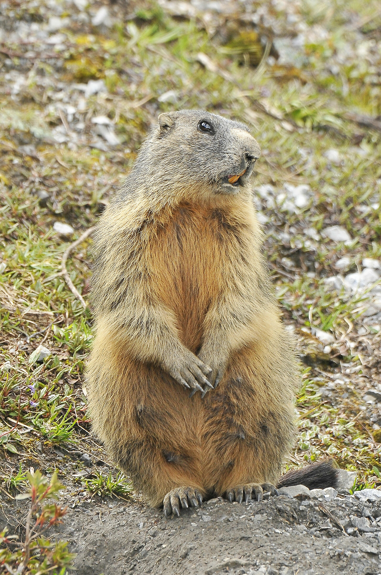 Marmot (Marmot)...