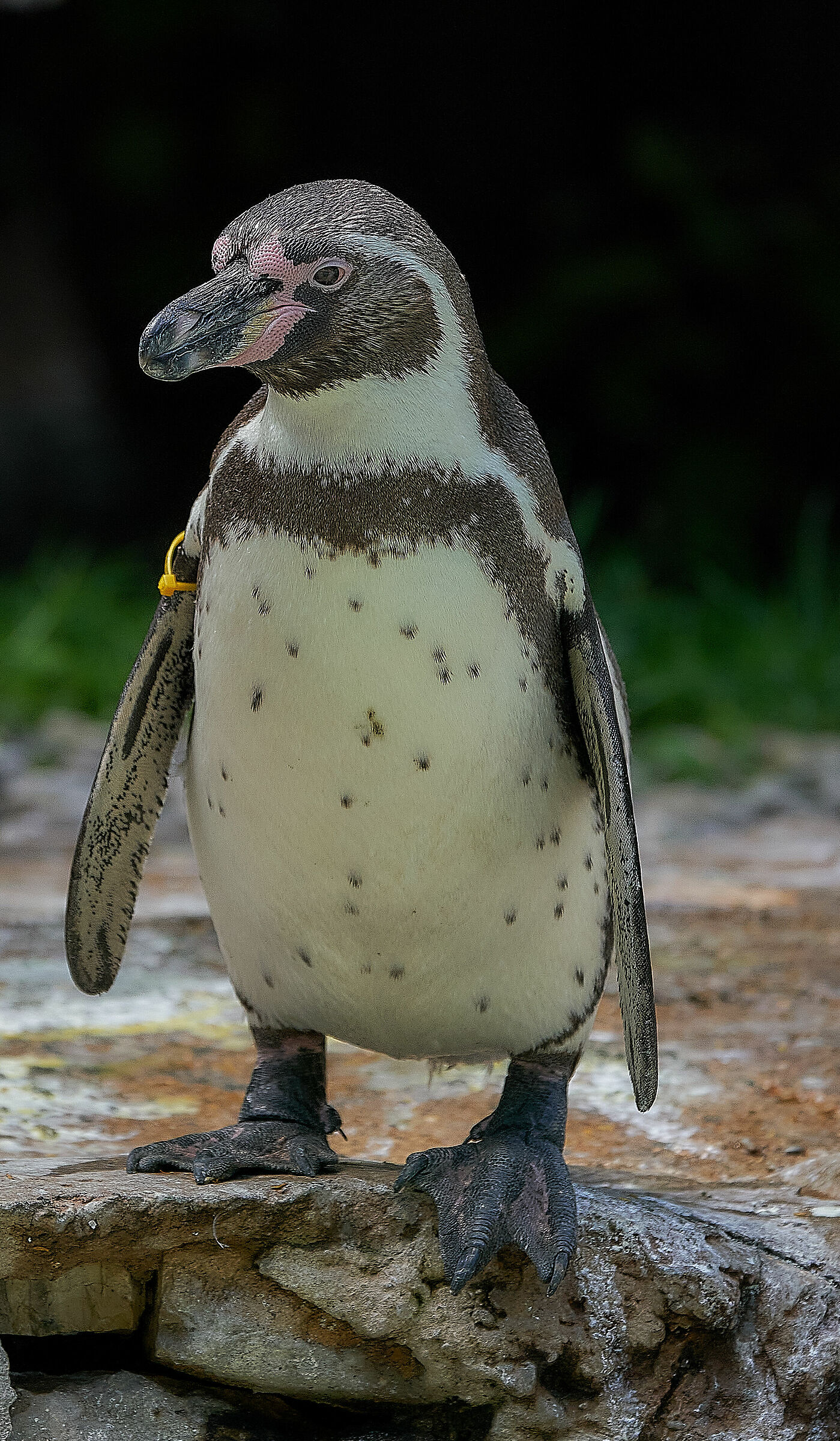Penguin...