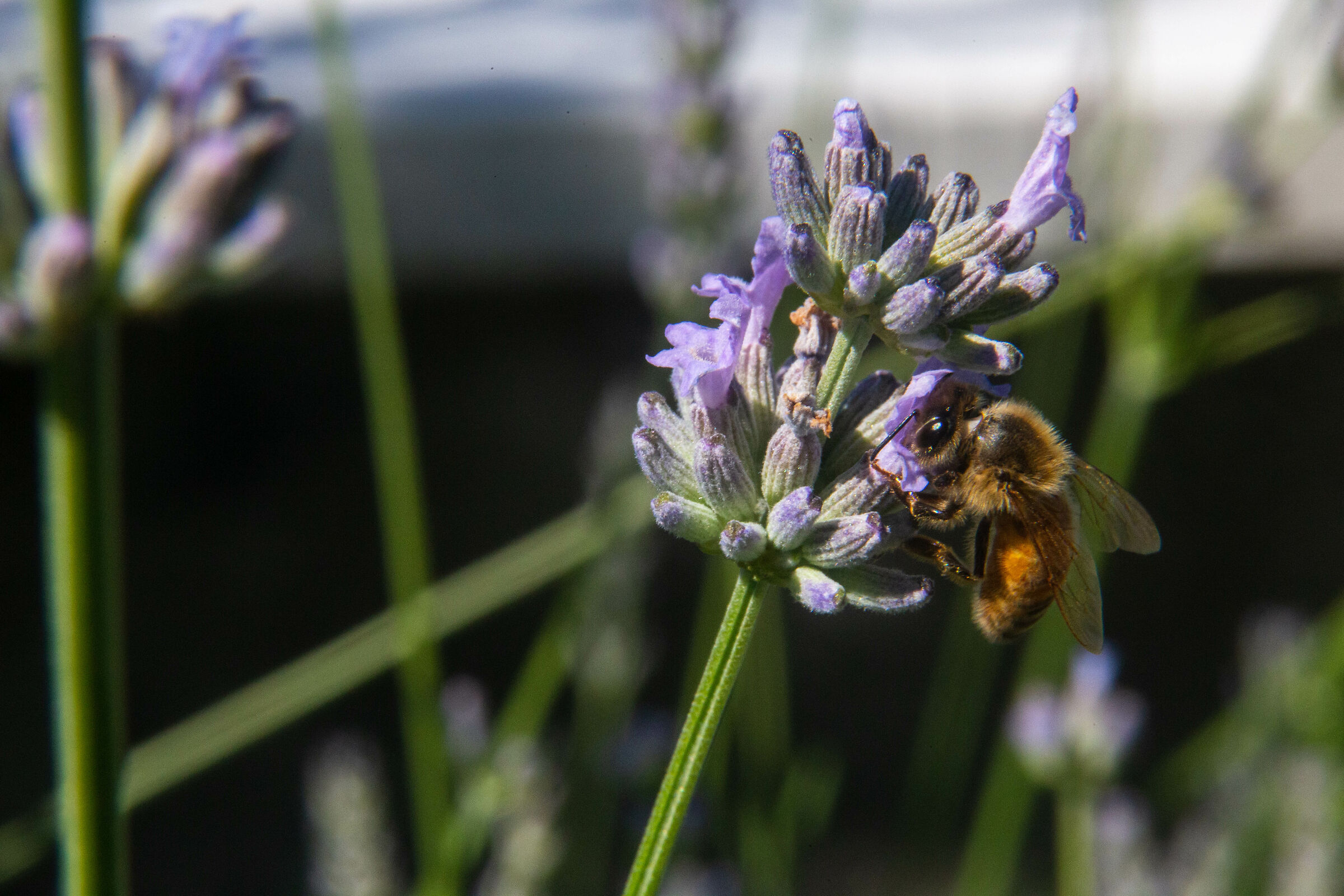 Bees and lavender...