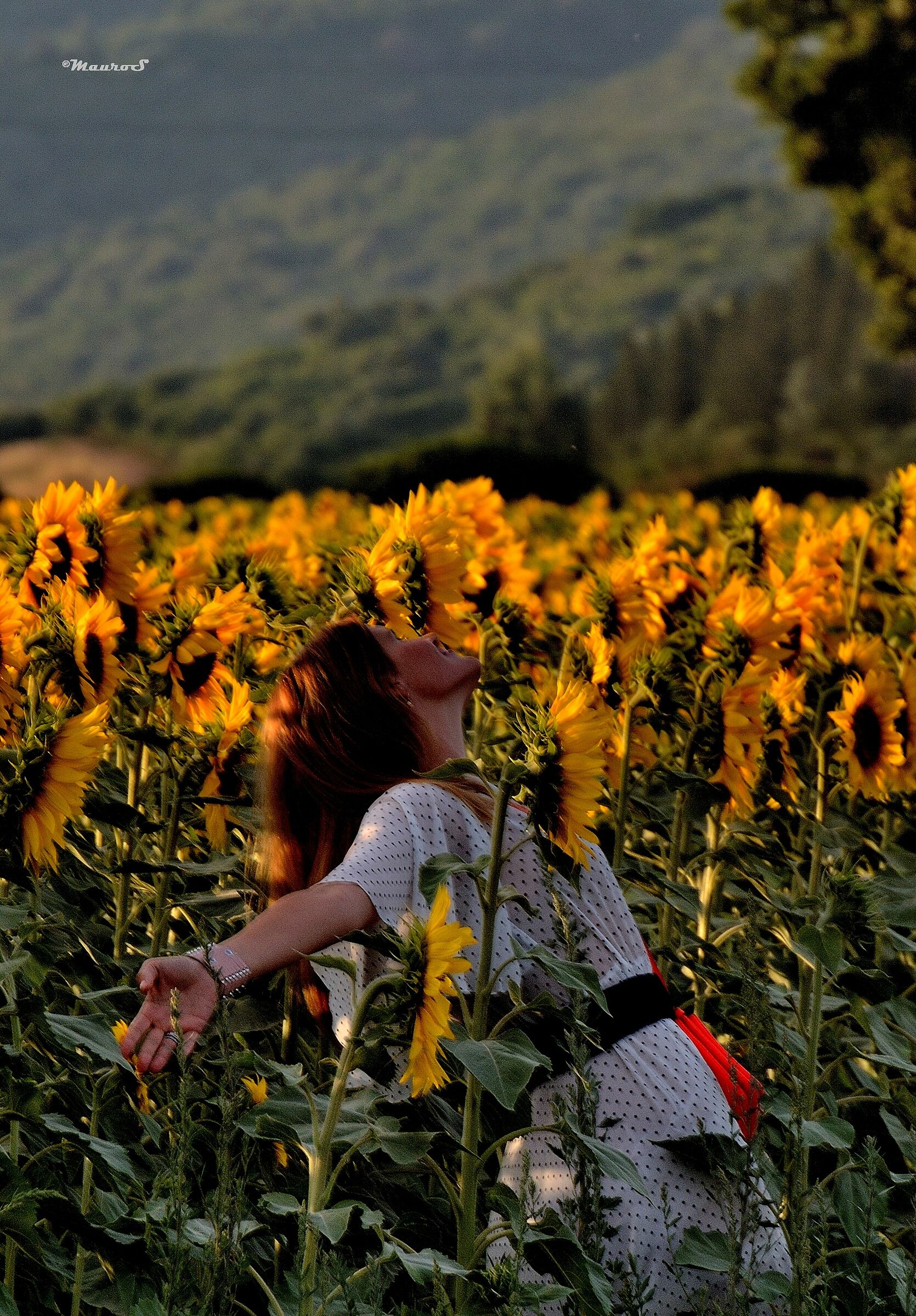 in a field of sunflowers...